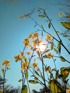 the sun shines through the branches of a tree