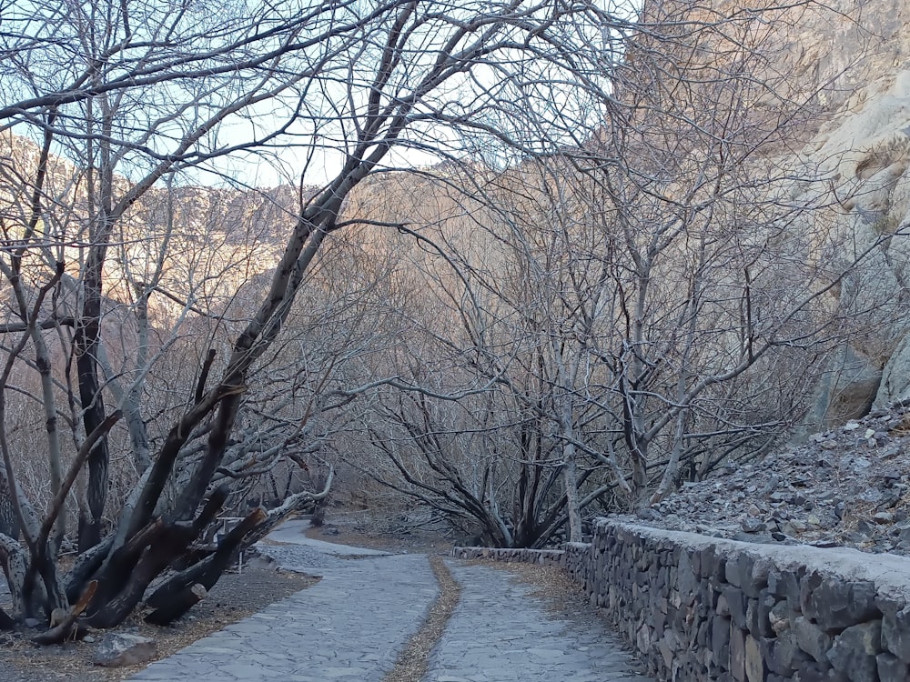 a stone path in the middle of a forest