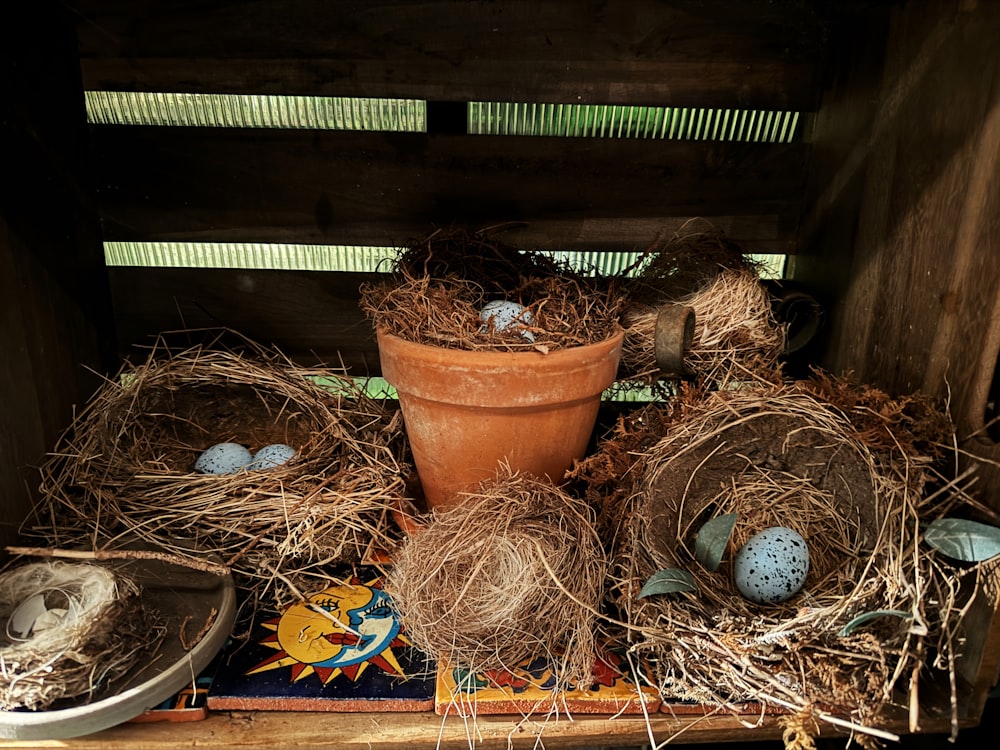 a potted plant with eggs in it on a shelf