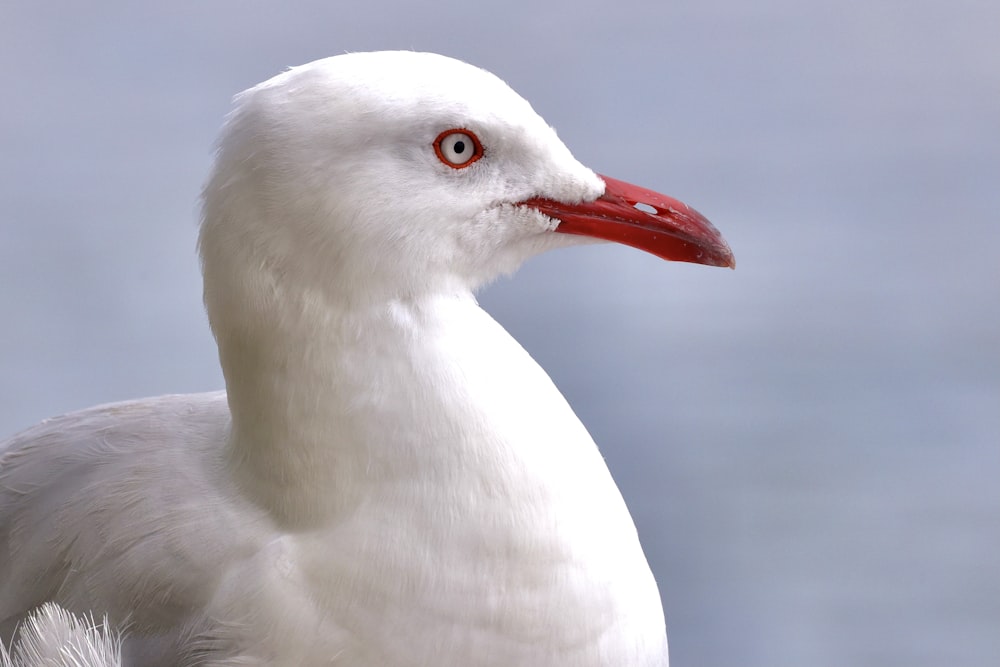 a close up of a white bird with a red beak