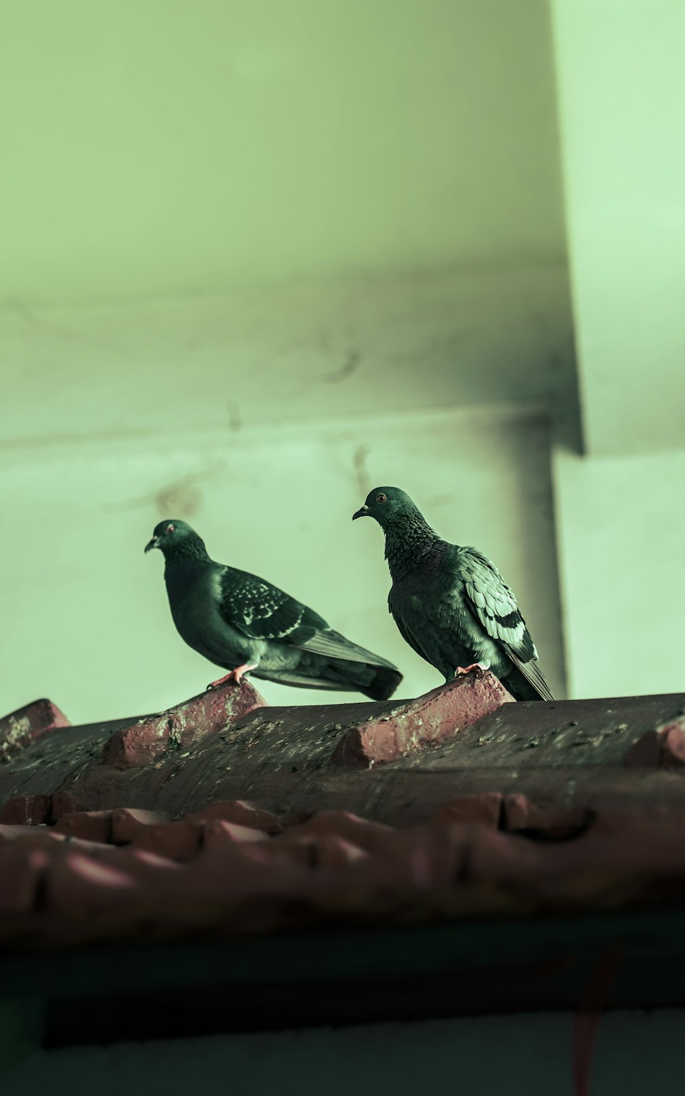 지붕 위에 나란히 앉아 있는 두 마리의 새