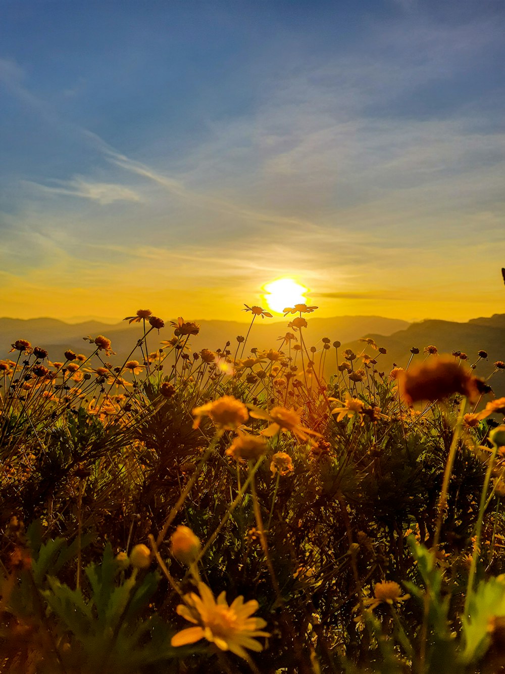 the sun is setting over a field of wildflowers