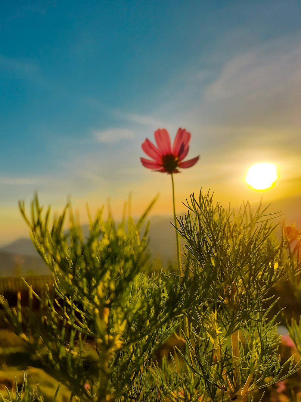 a lone flower in a field with the sun in the background