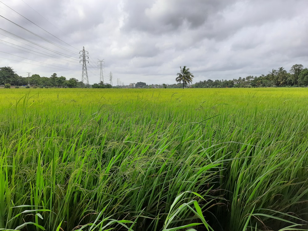 a lush green field with power lines in the background