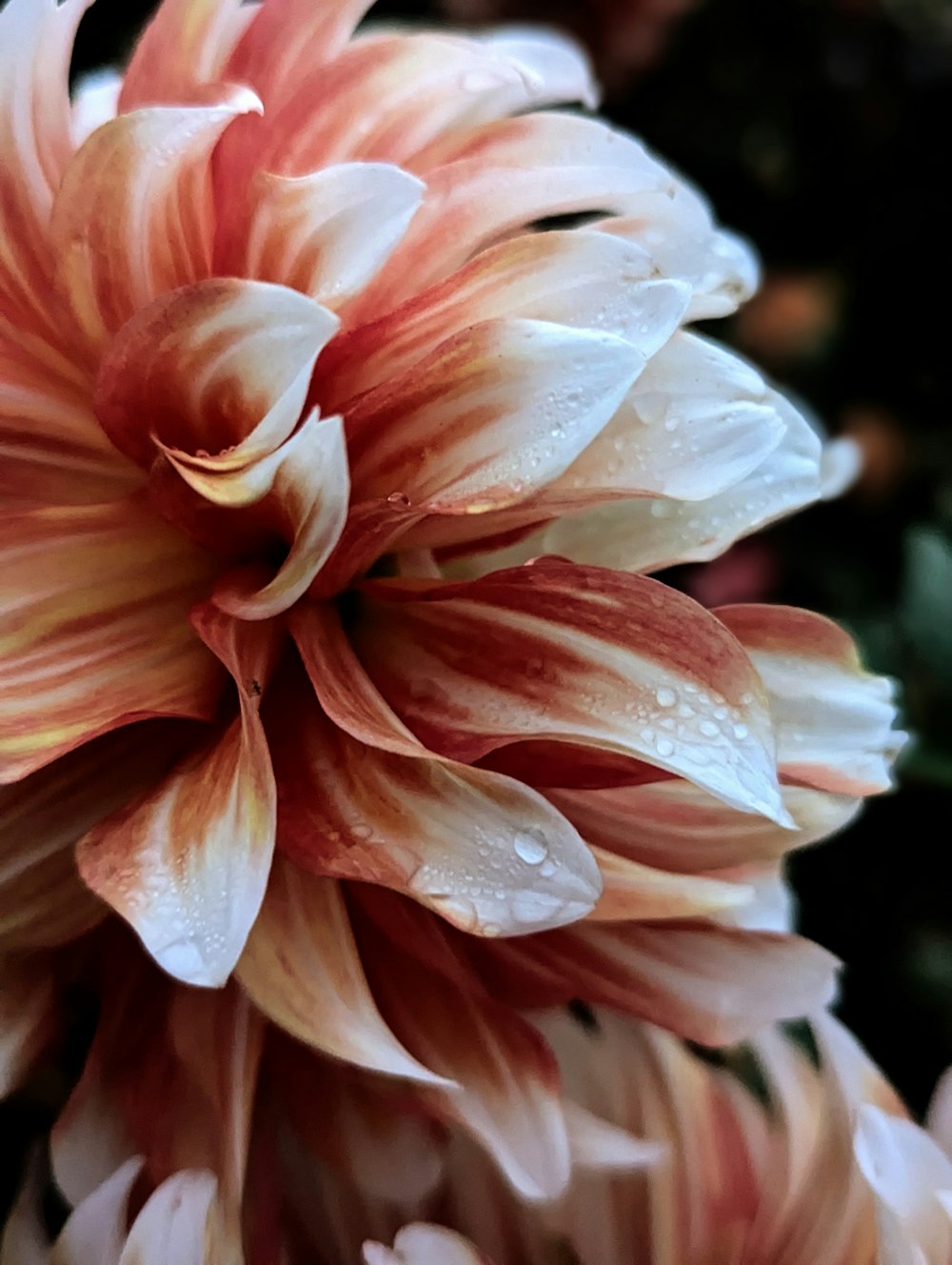 a close up of a flower with drops of water on it