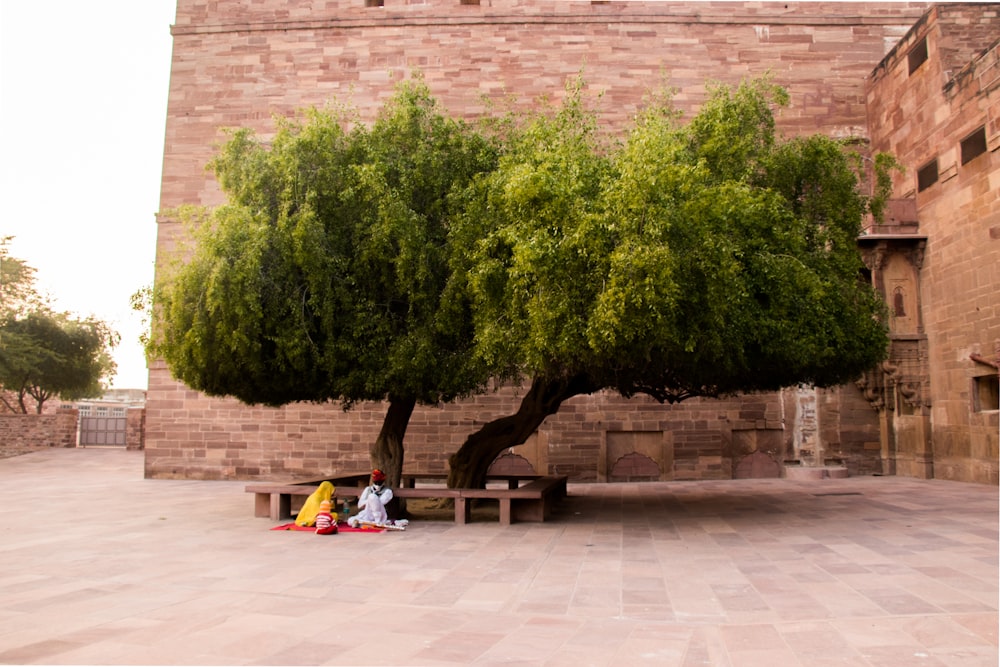 two people sitting on a bench under a tree