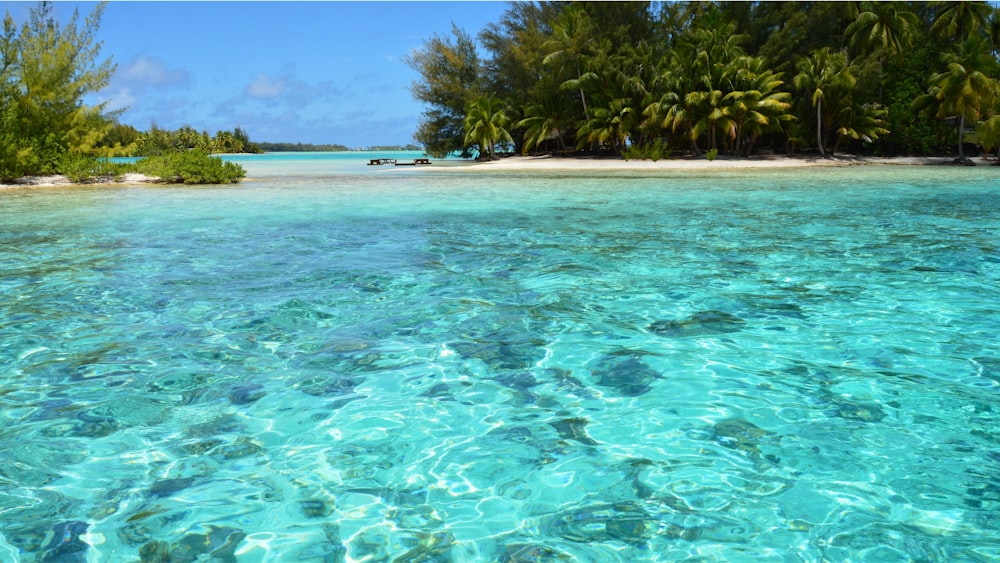 a tropical beach with clear blue water and palm trees