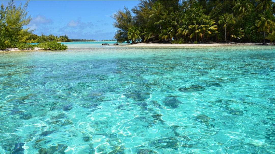 a tropical beach with clear blue water and palm trees,