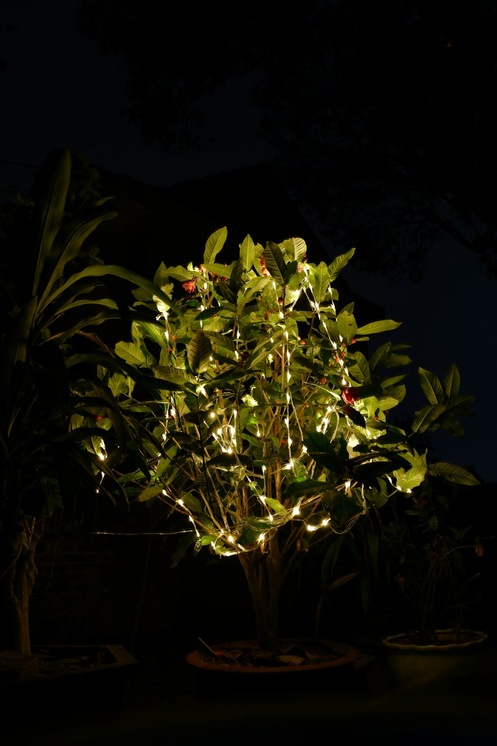 Un árbol iluminado en una maceta en la oscuridad