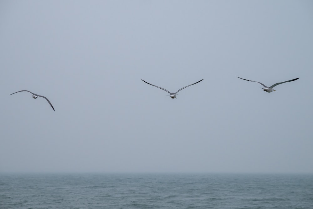two seagulls flying over the ocean on a foggy day