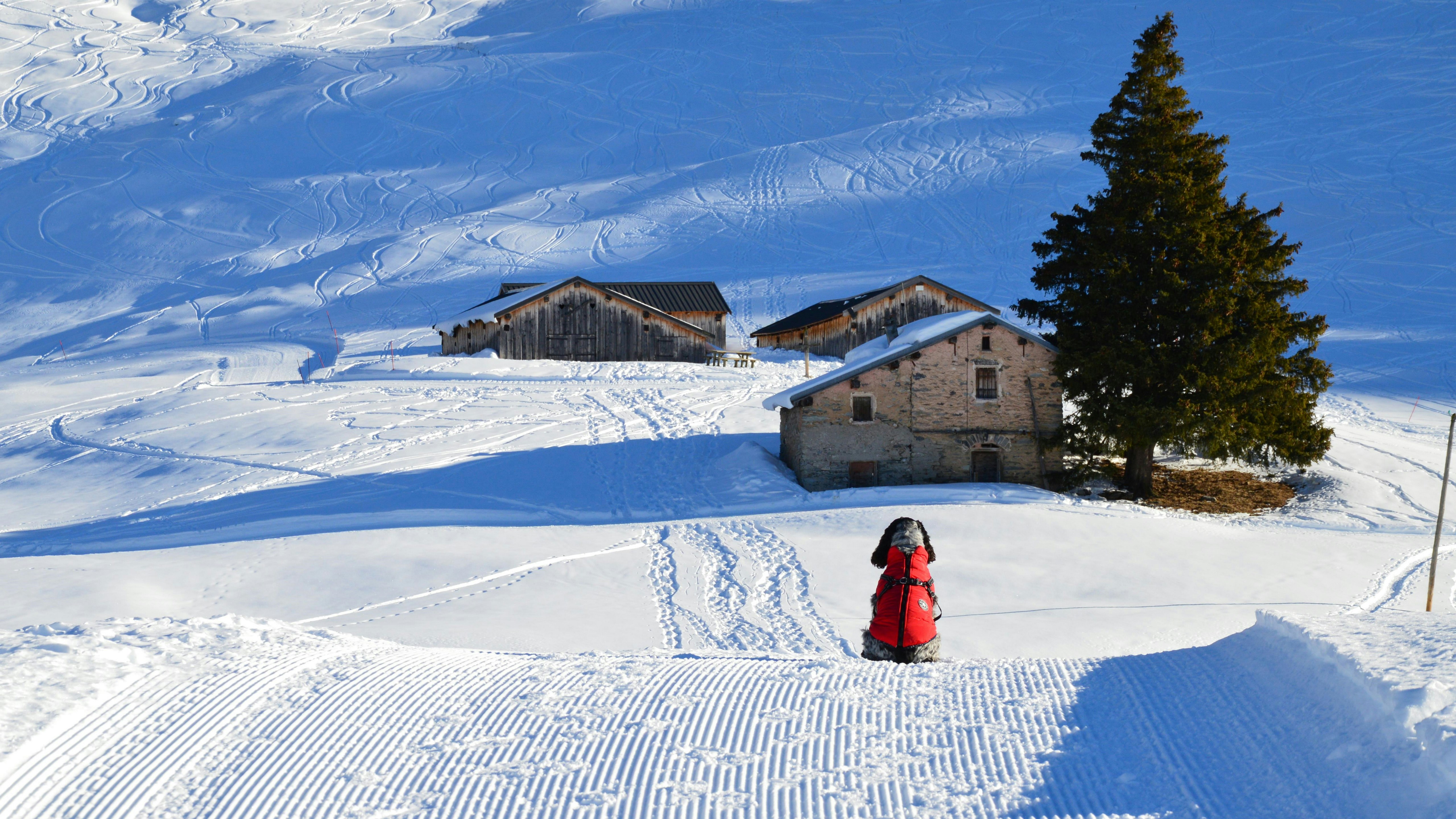 a woman in a red coat is standing in the snow