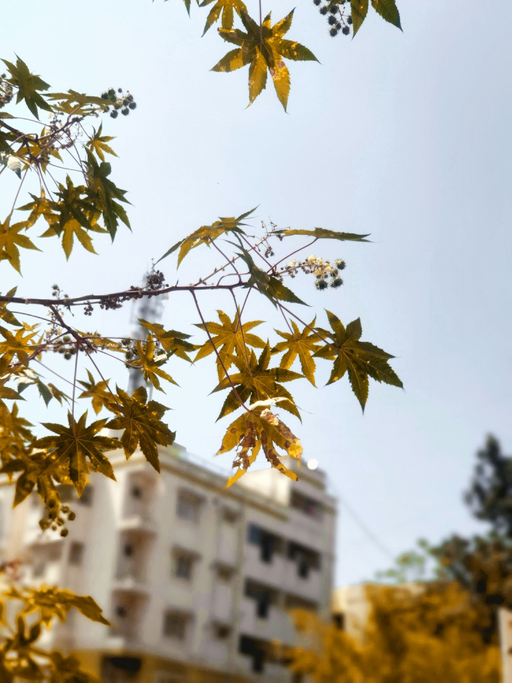 the leaves of a tree in front of a building