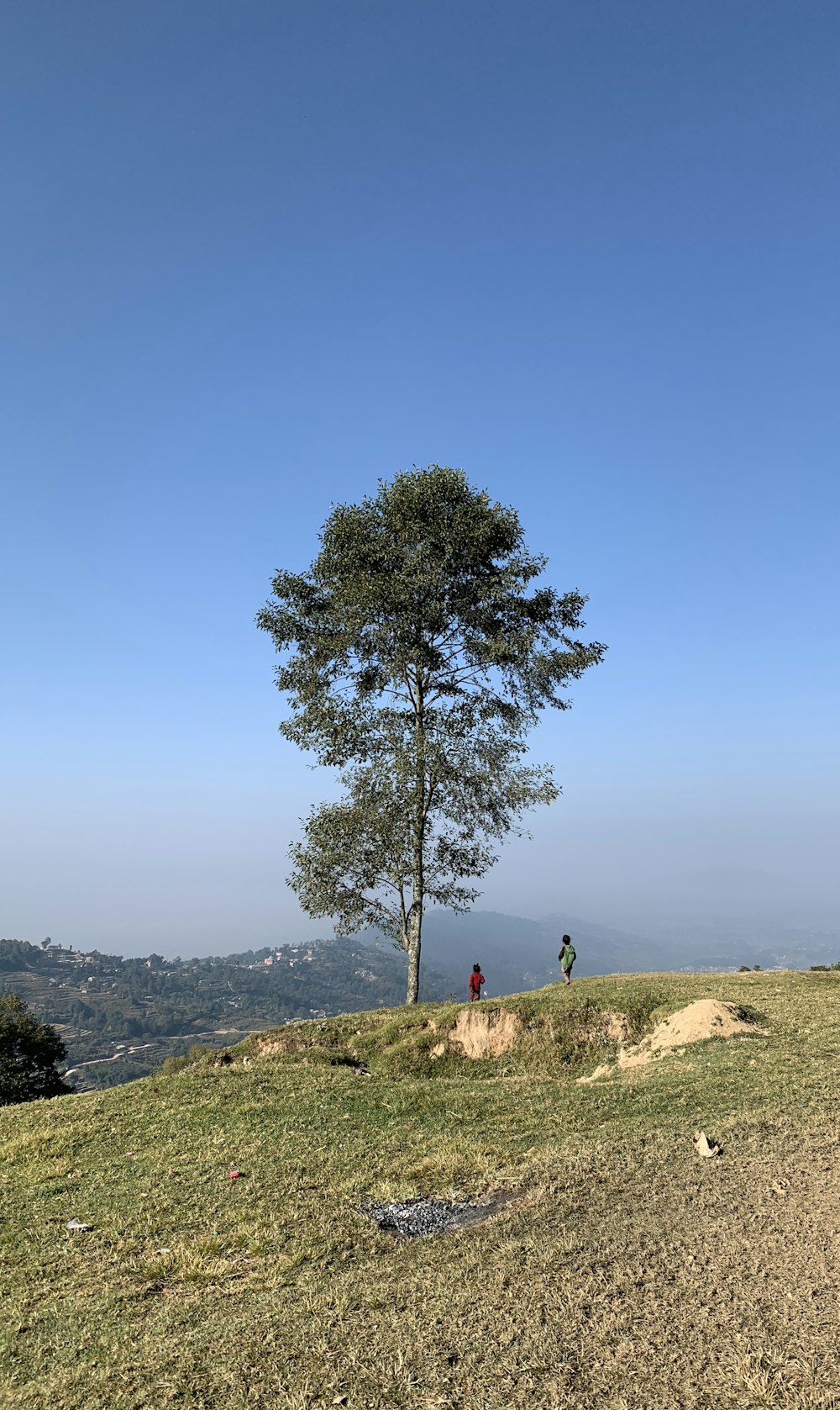 Ein einsamer Baum auf einem Hügel