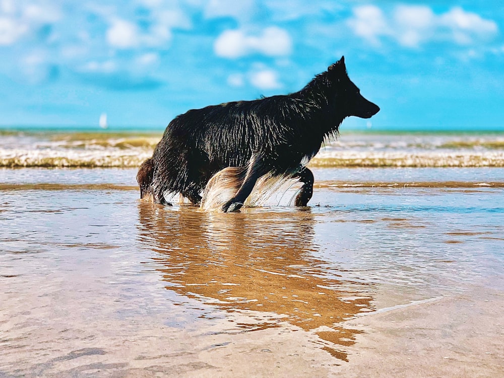 ein schwarzer Hund, der über einen Sandstrand läuft