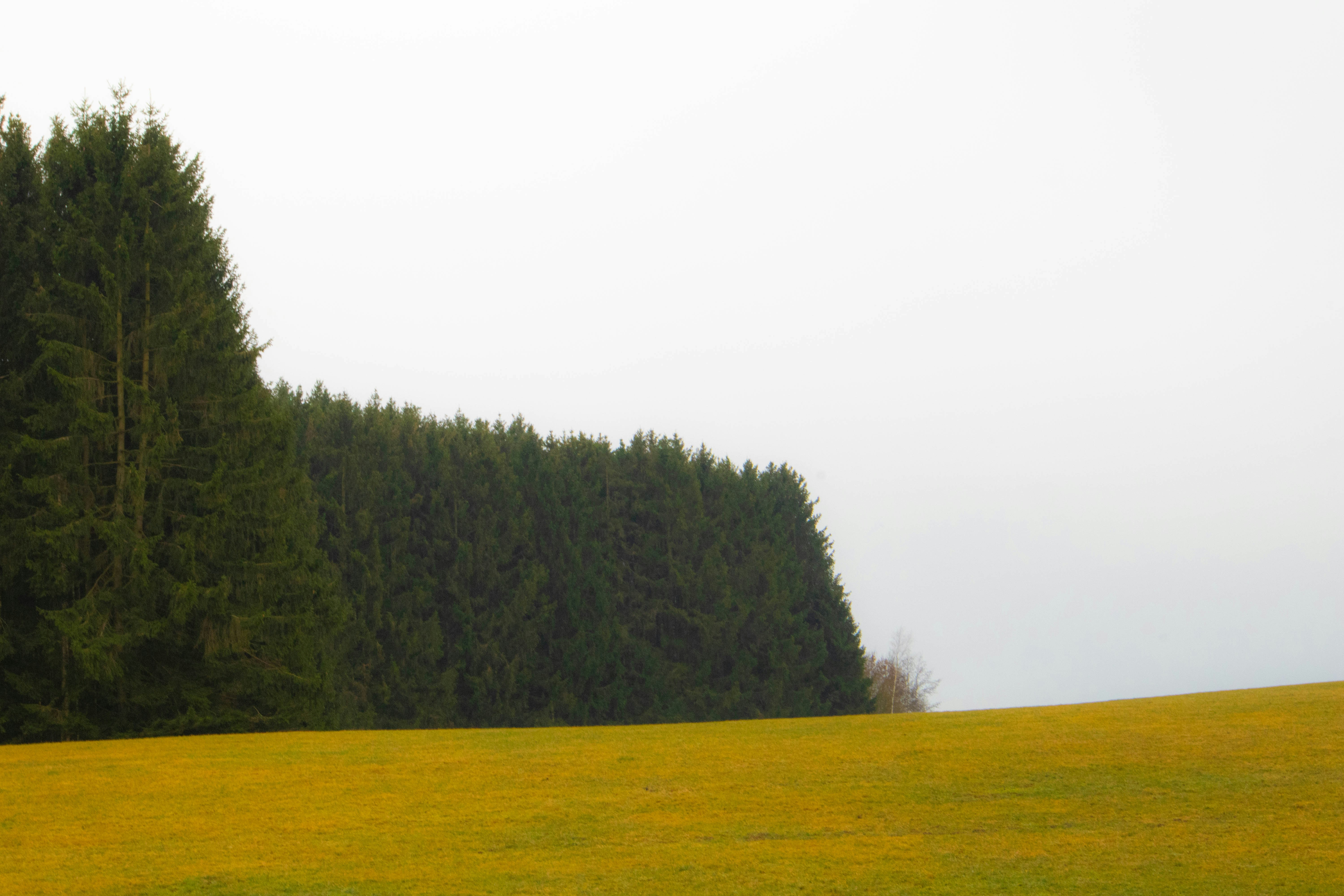 Photo by marko_lengyel