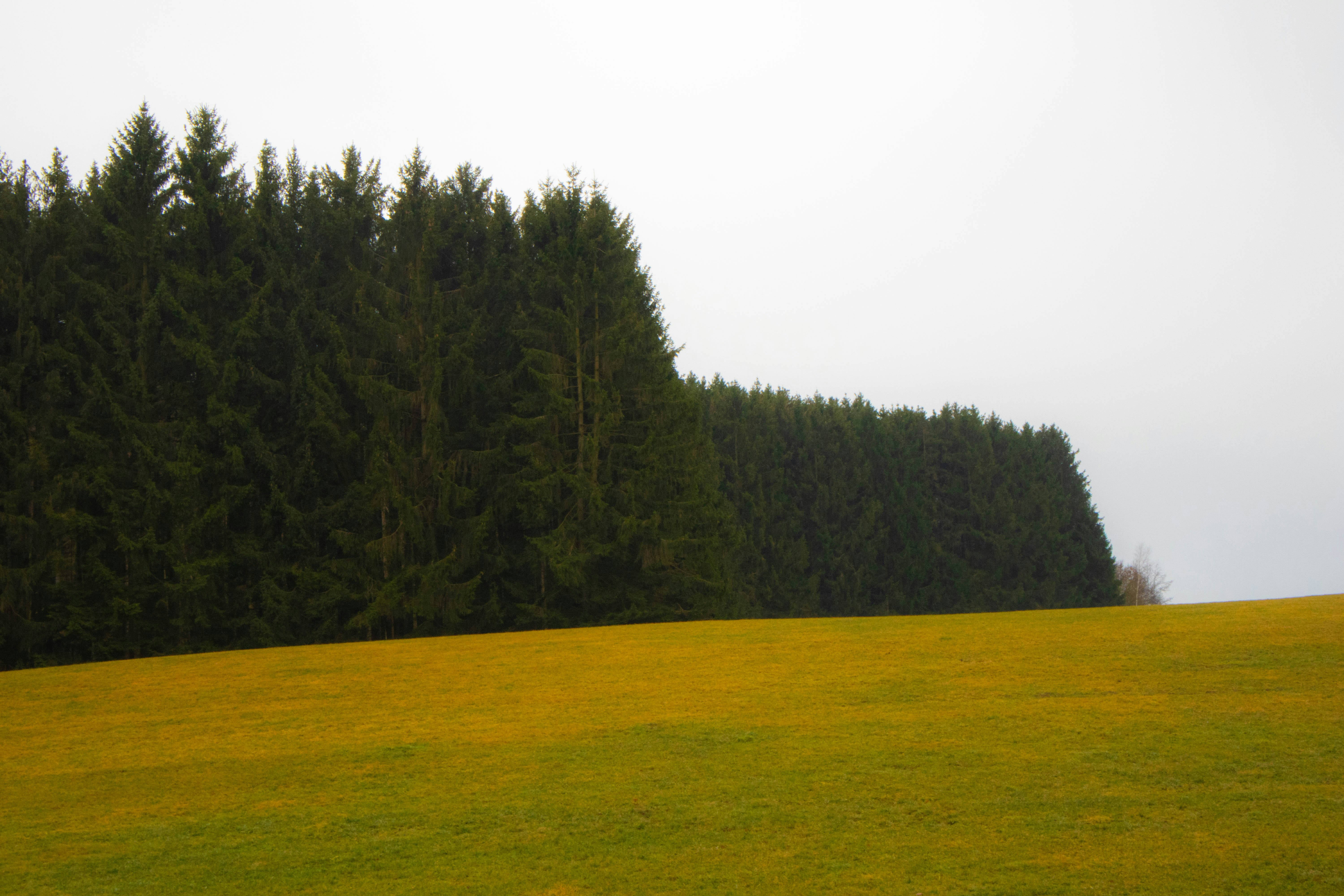 Photo by marko_lengyel