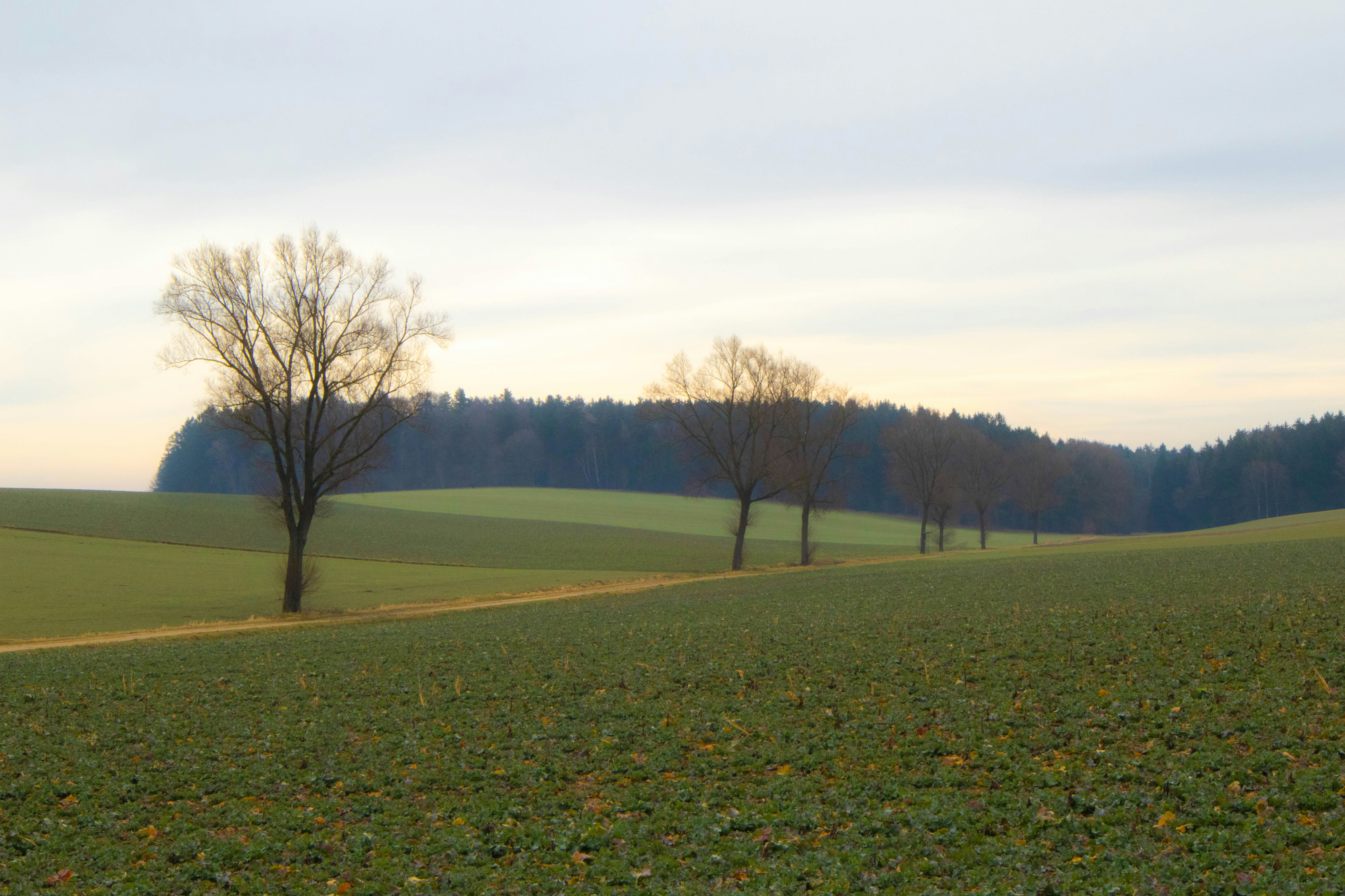 Photo by marko_lengyel