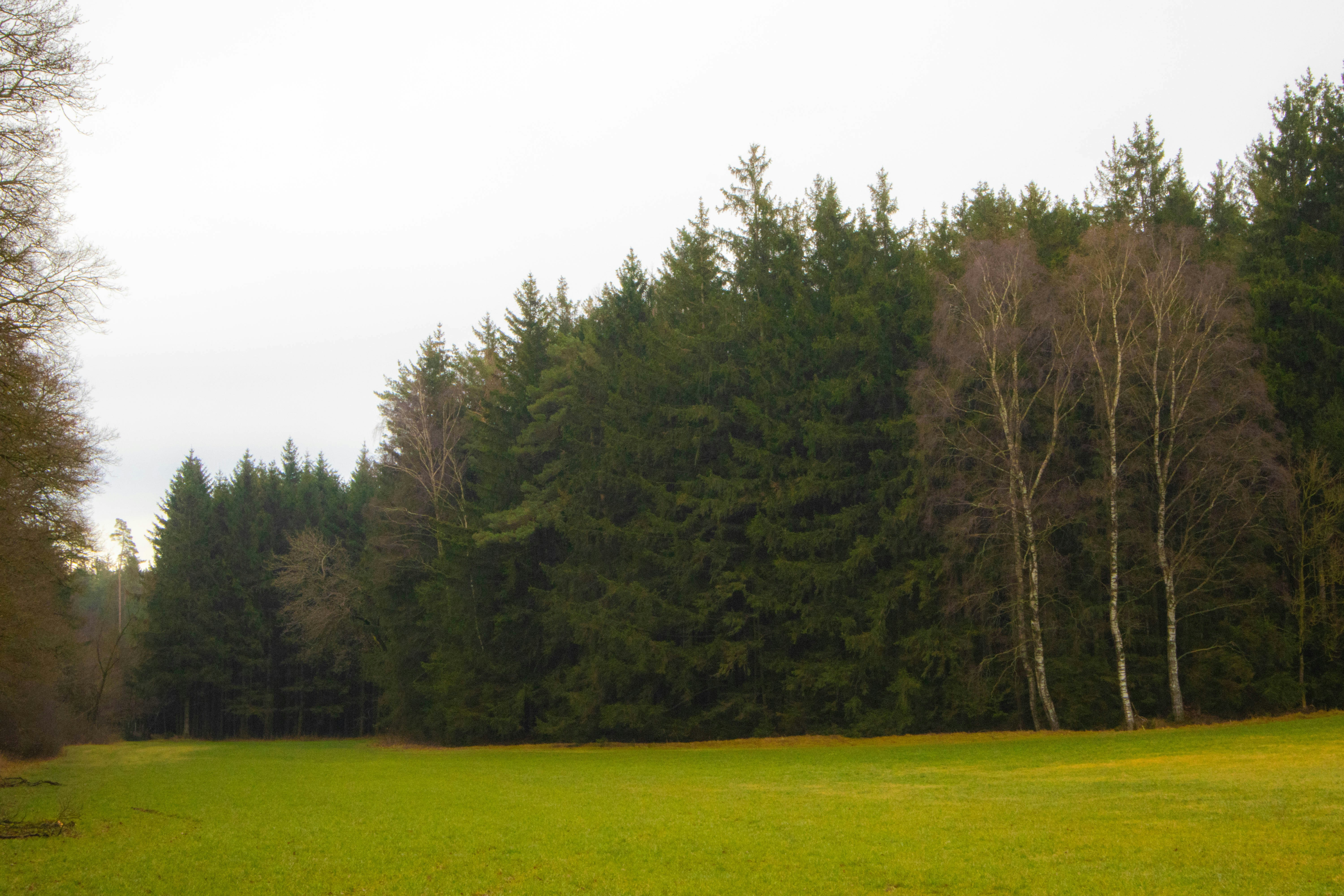 Photo by marko_lengyel