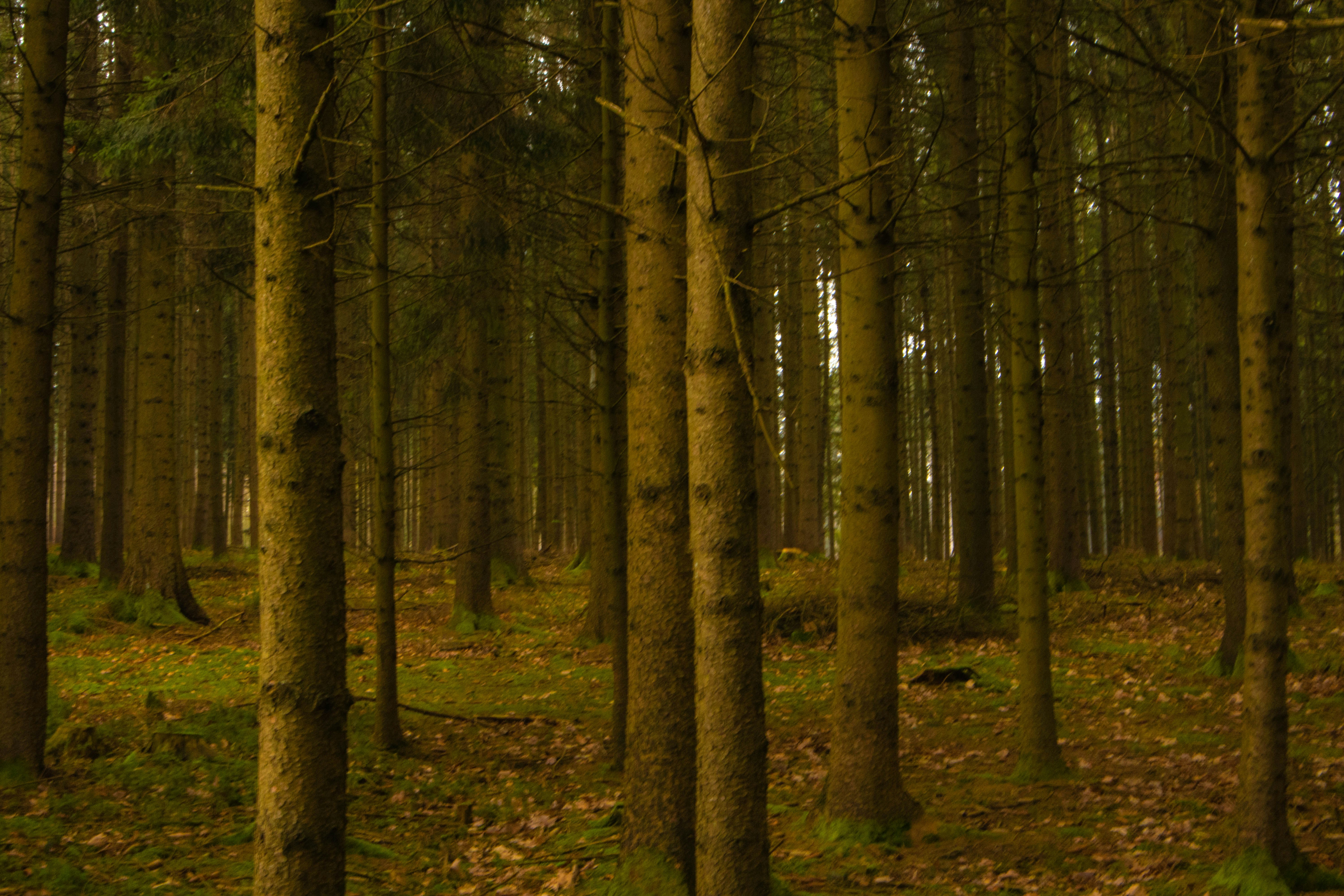 Photo by marko_lengyel