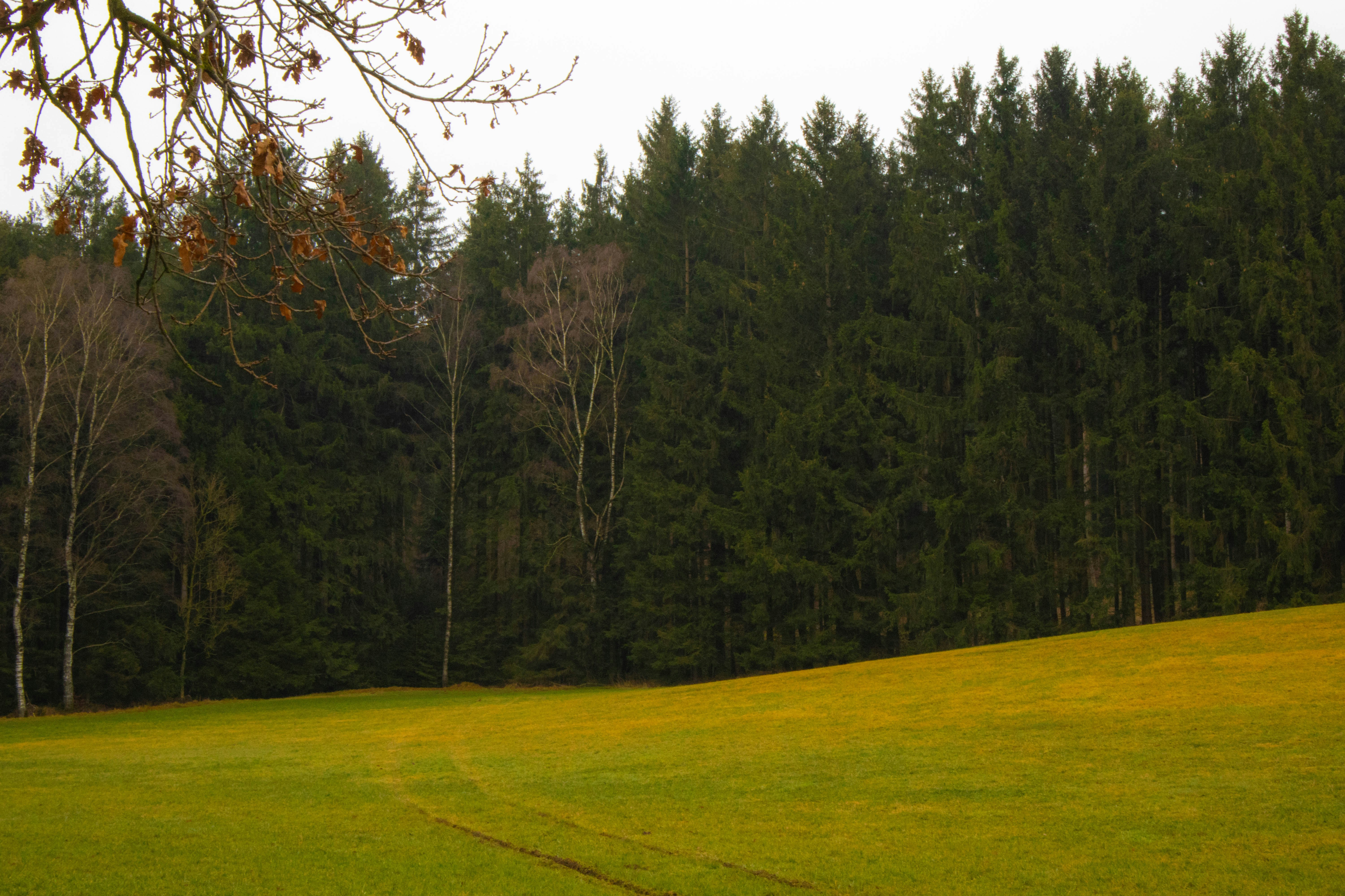 Photo by marko_lengyel