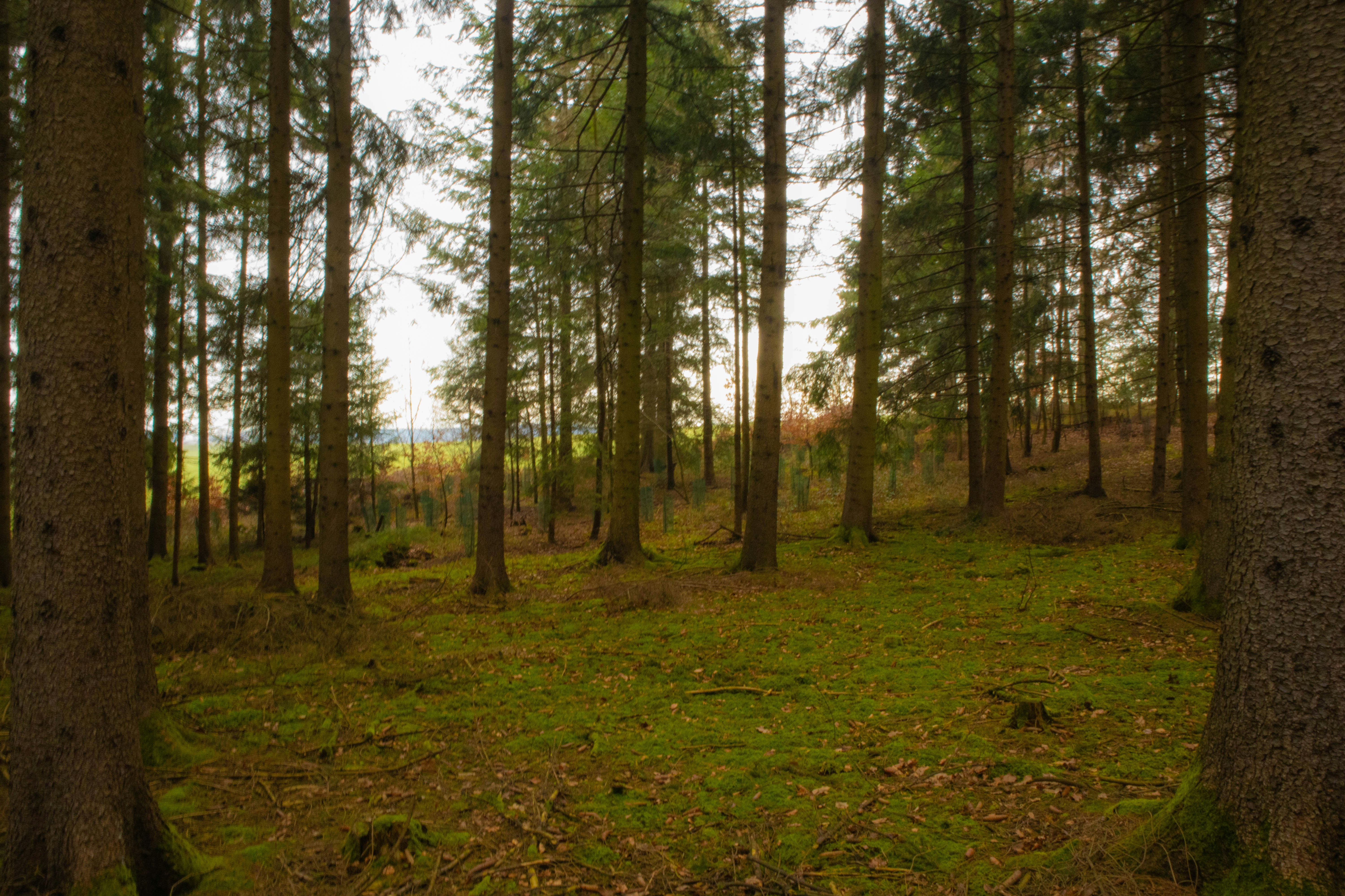 Photo by marko_lengyel