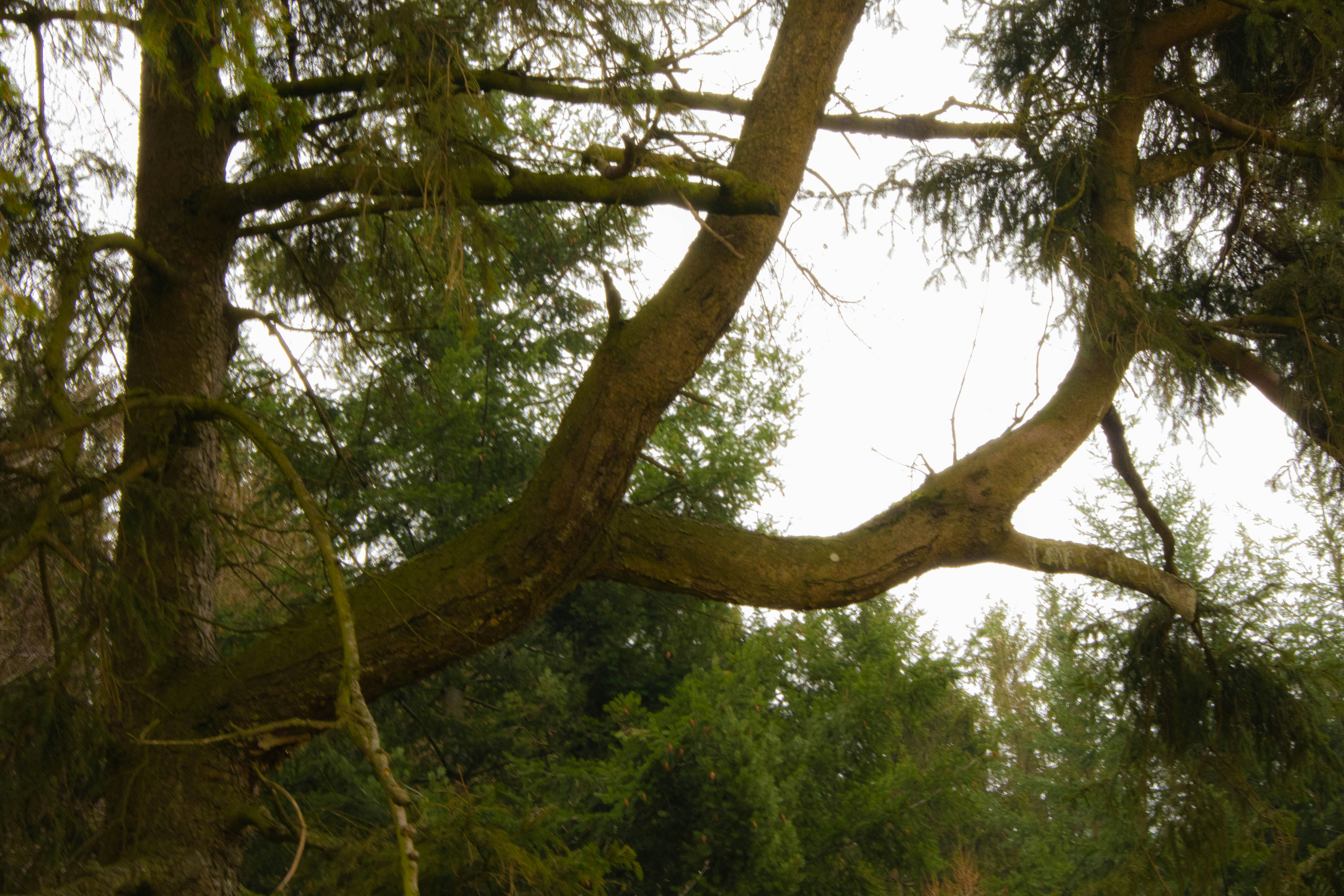 Photo by marko_lengyel