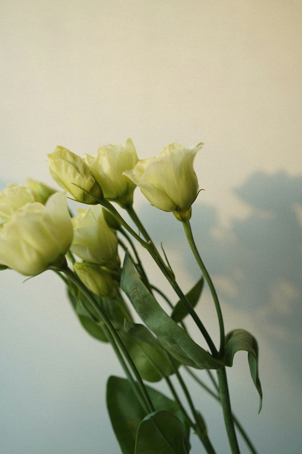 a vase filled with yellow flowers on top of a table