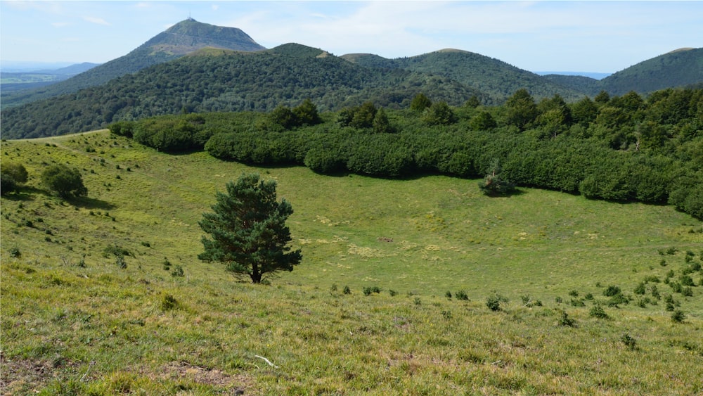 a field with a tree in the middle of it