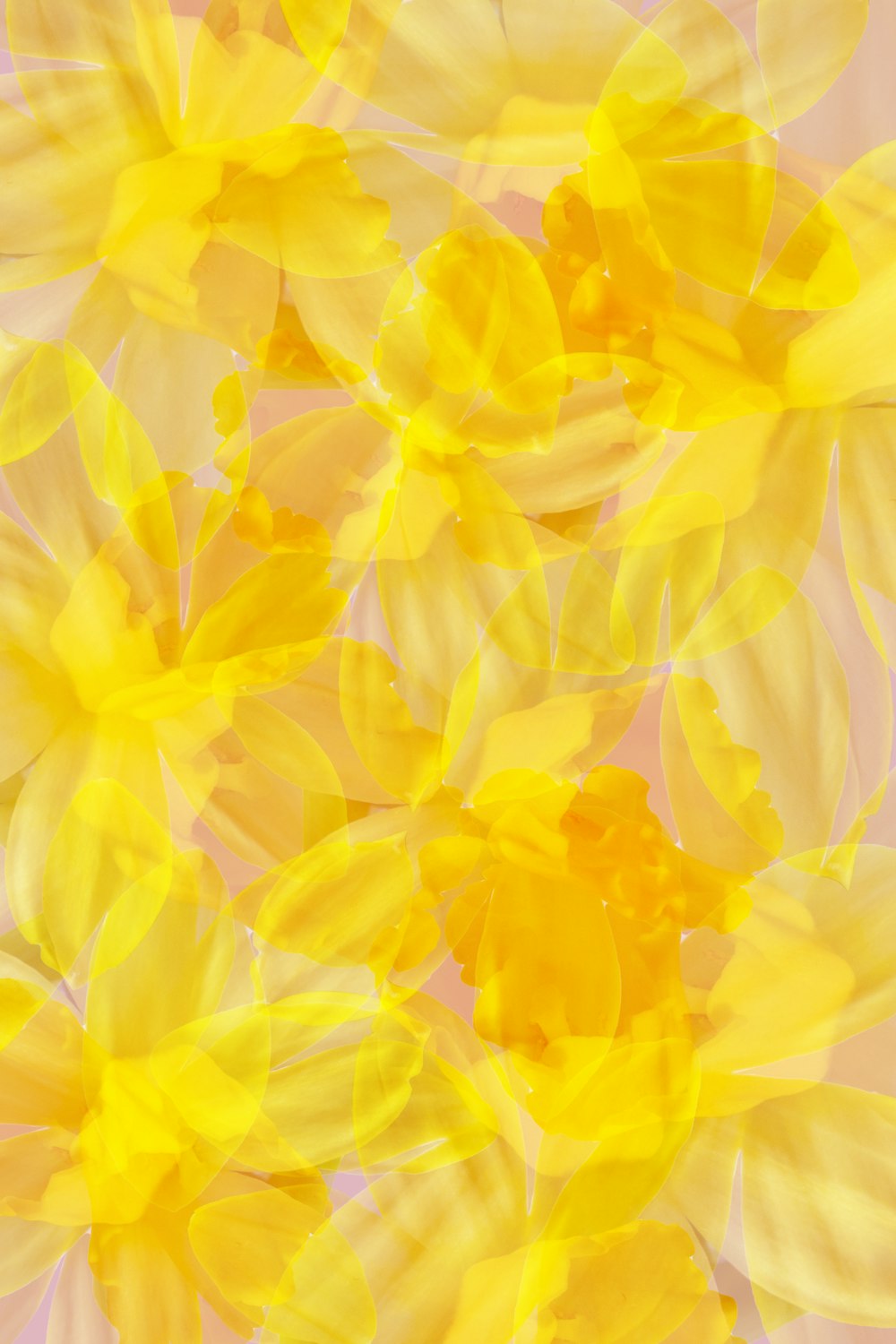 a bunch of yellow flowers on a pink background