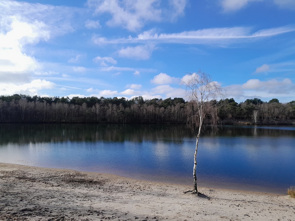 a lone tree stands in the middle of a lake