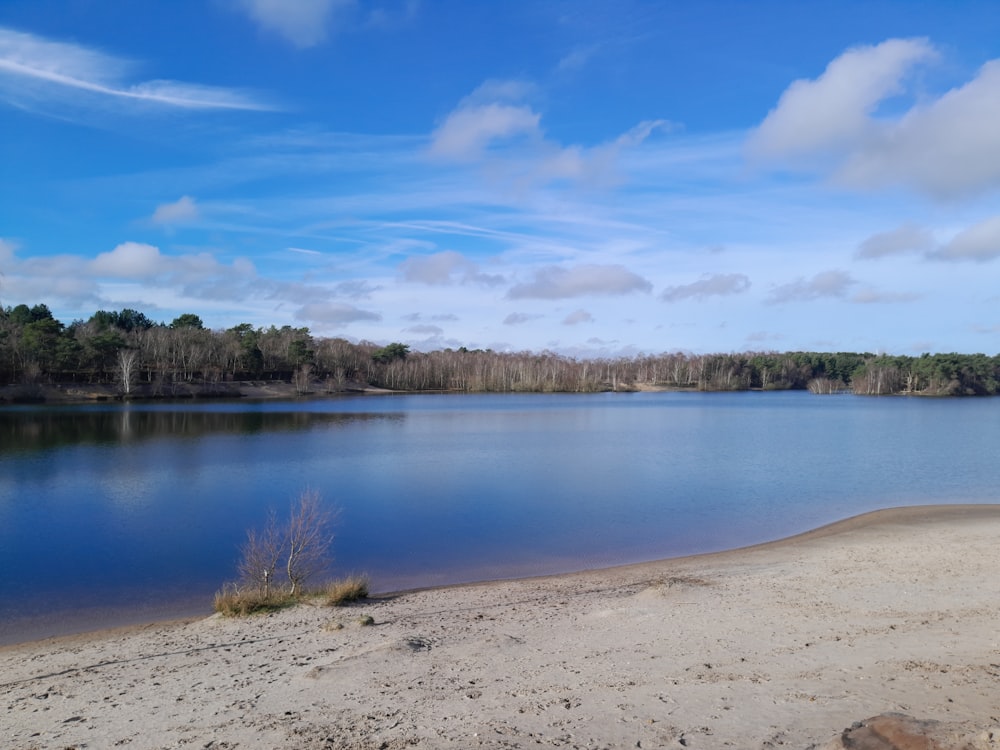 a large body of water surrounded by trees