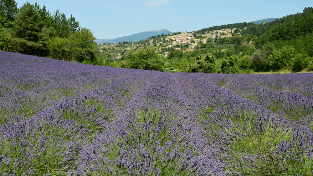 a field of lavender flowers with mountains in the background