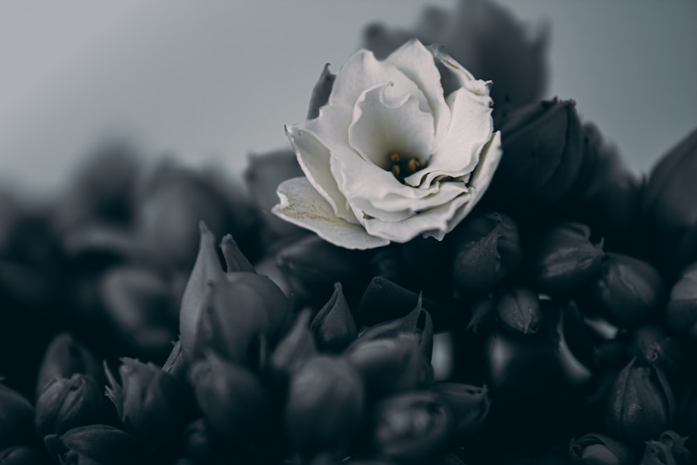 a white flower sitting on top of a pile of black flowers