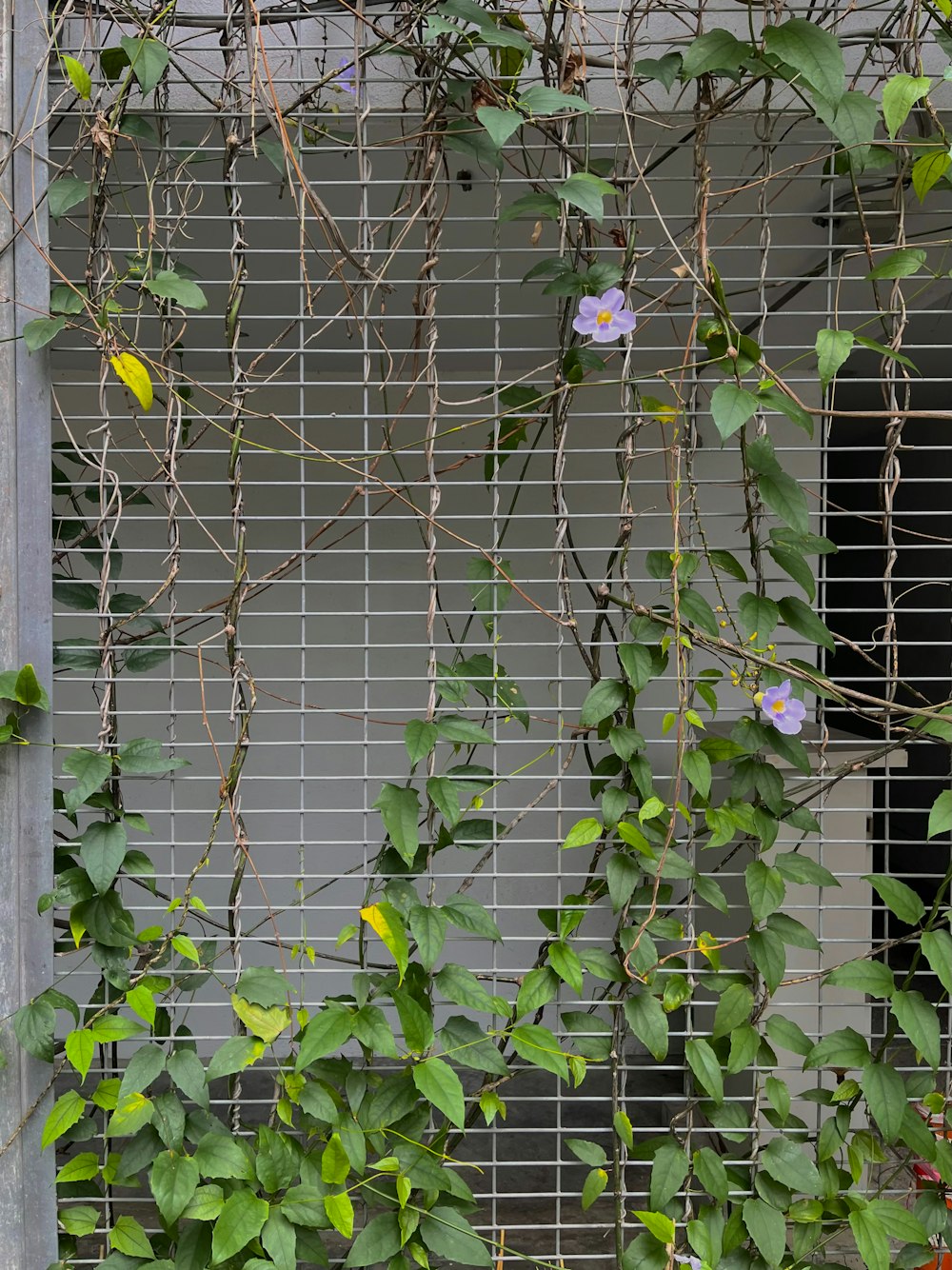 a window covered in vines and flowers next to a building