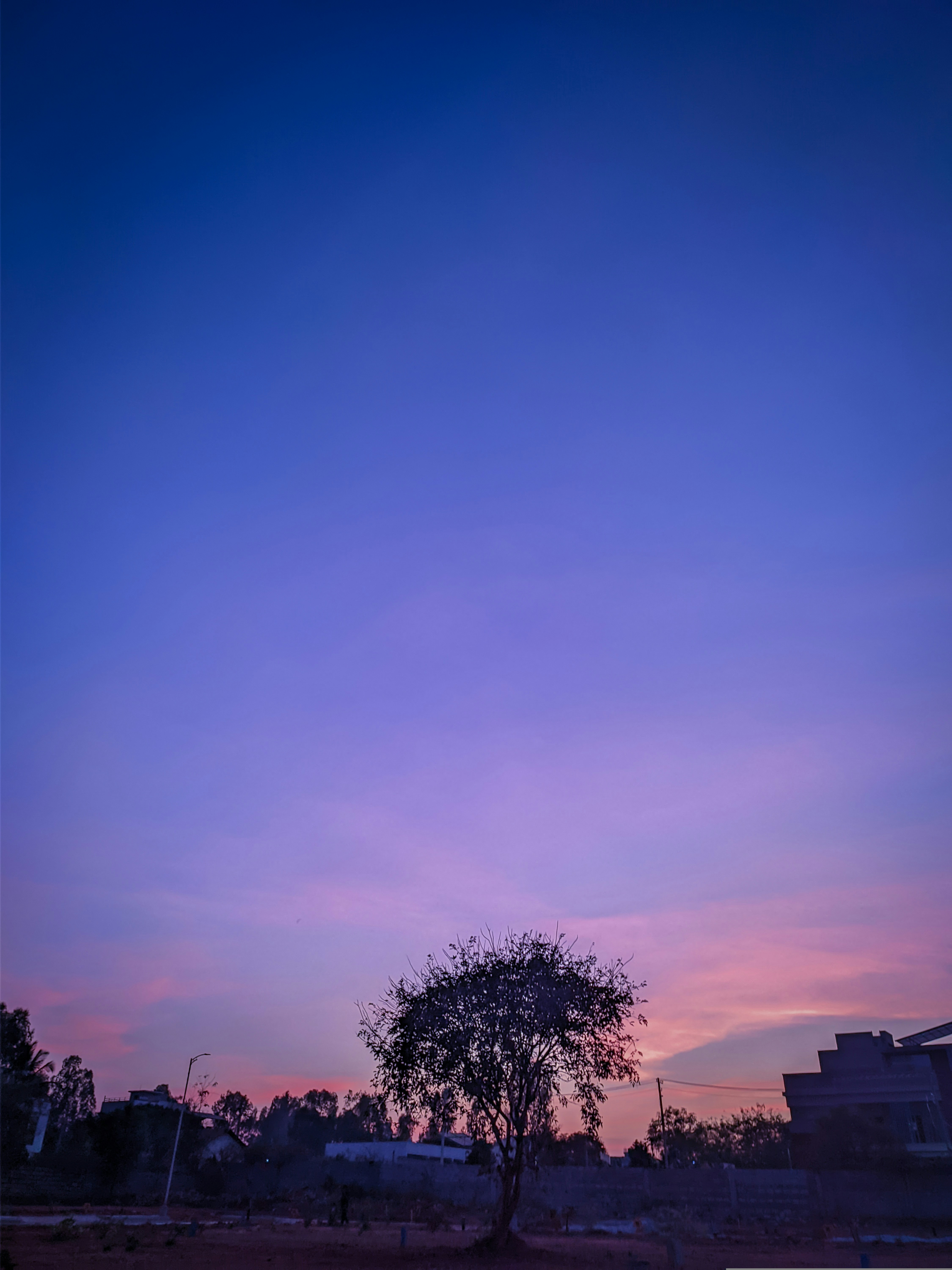 La silhouette d’un arbre solitaire se détache sur un ciel pourpre