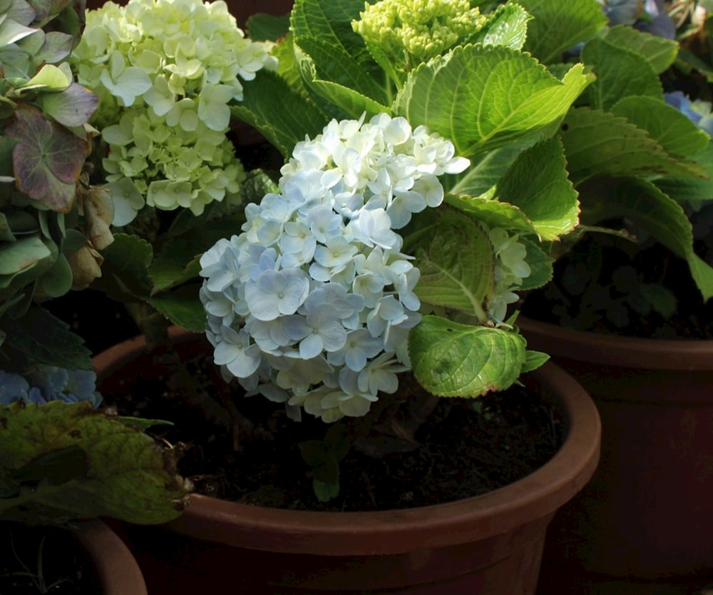 a group of potted plants with blue and white flowers