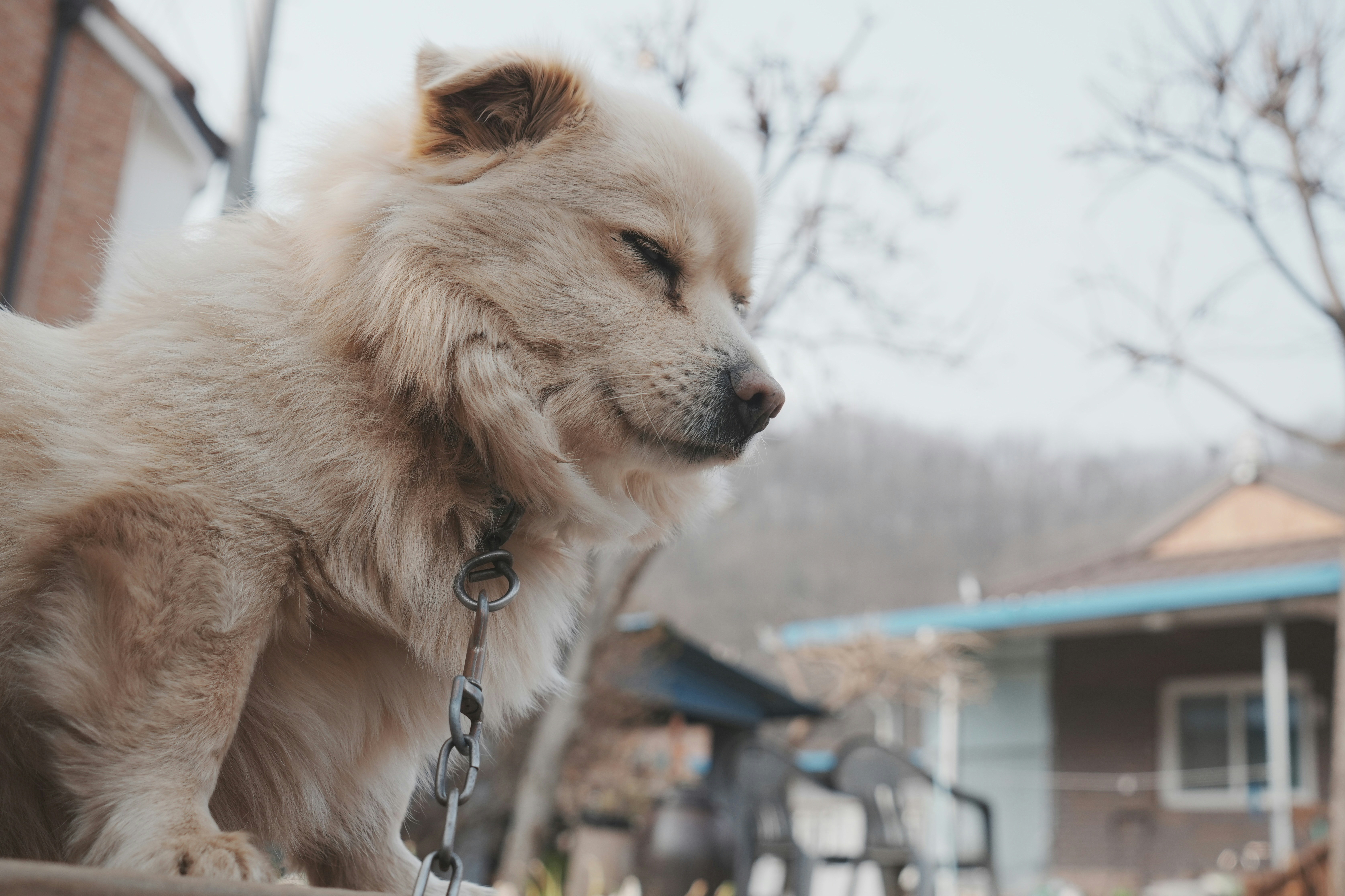 a white dog with a chain around its neck