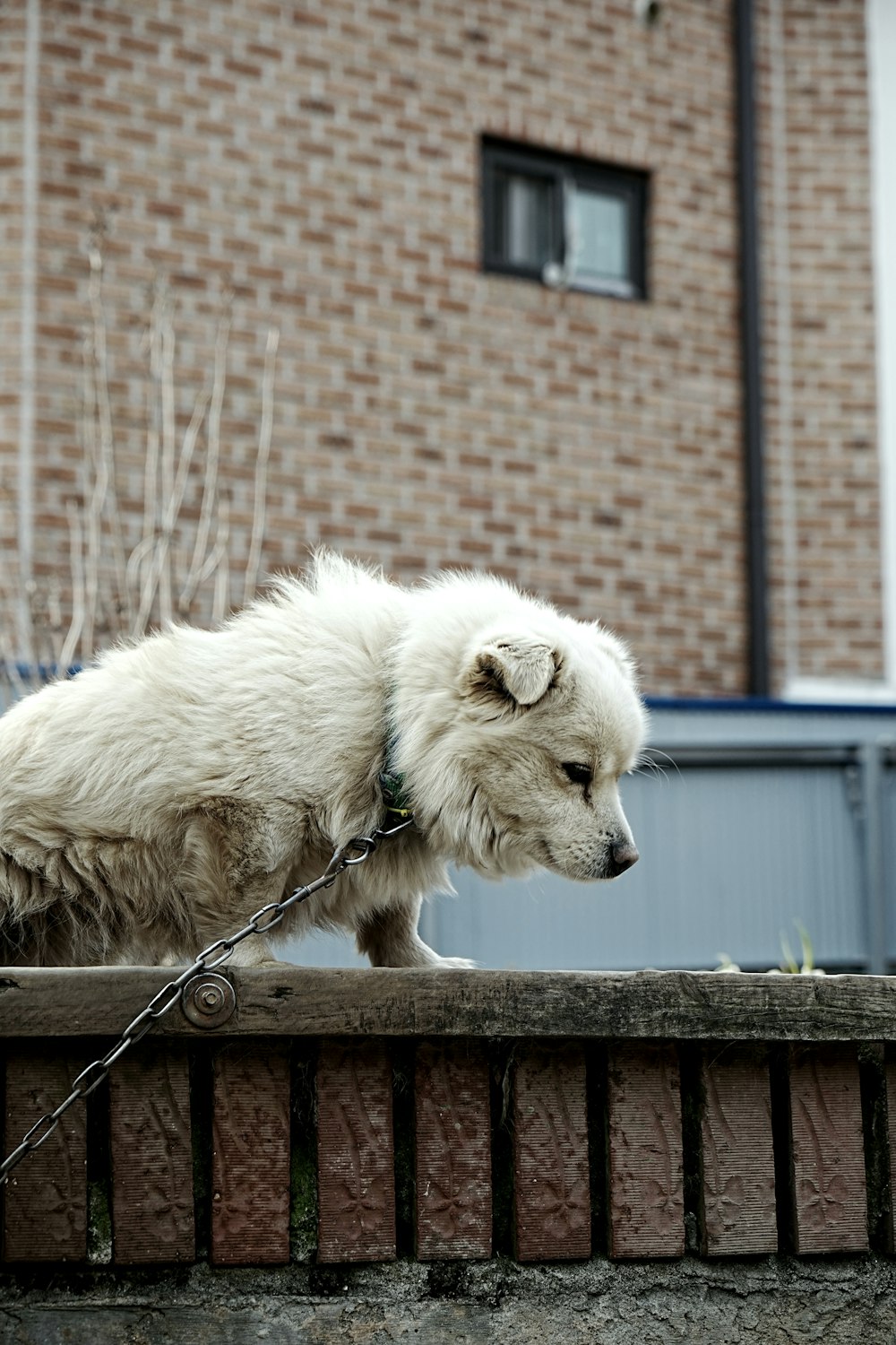 a white dog tied to a brick wall