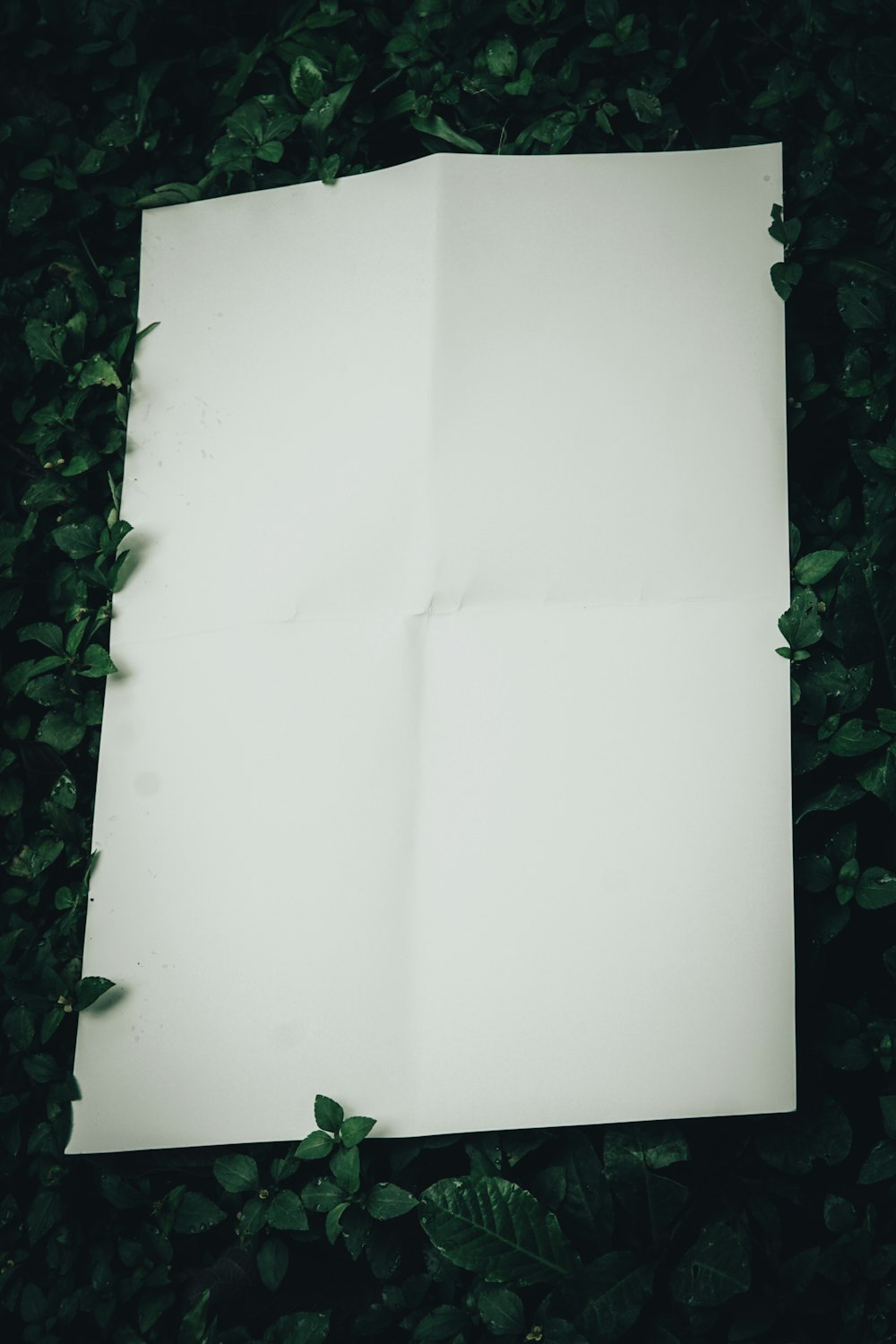 a piece of paper laying on top of a lush green field