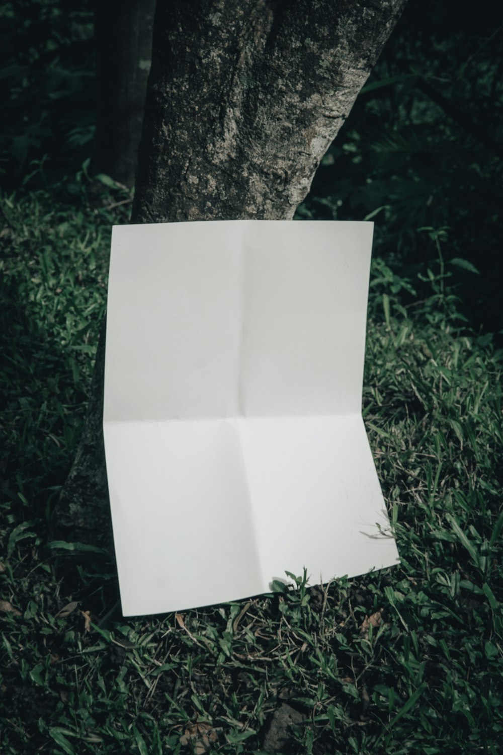 a piece of paper sitting on the ground next to a tree