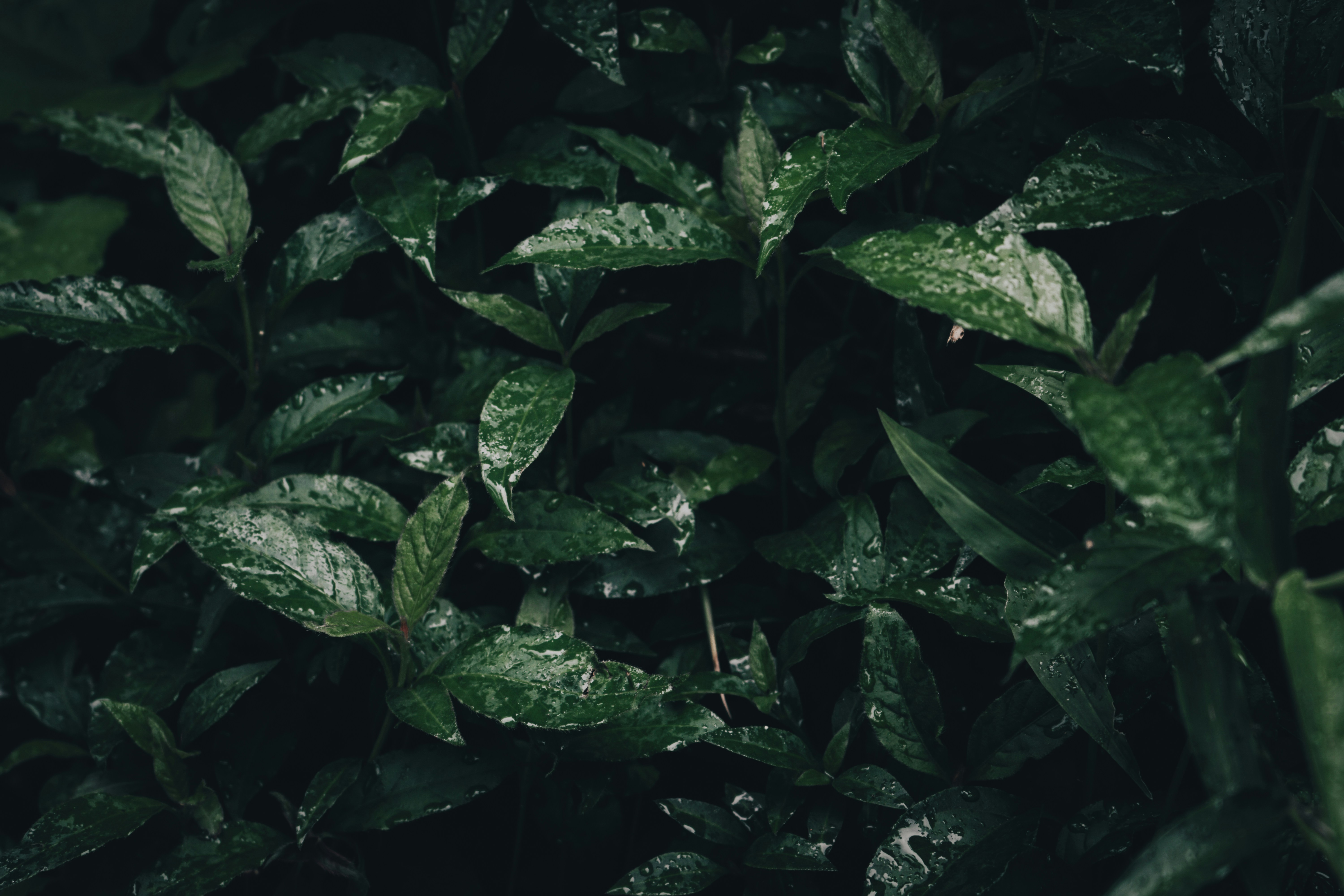 Photo by aseprendi12