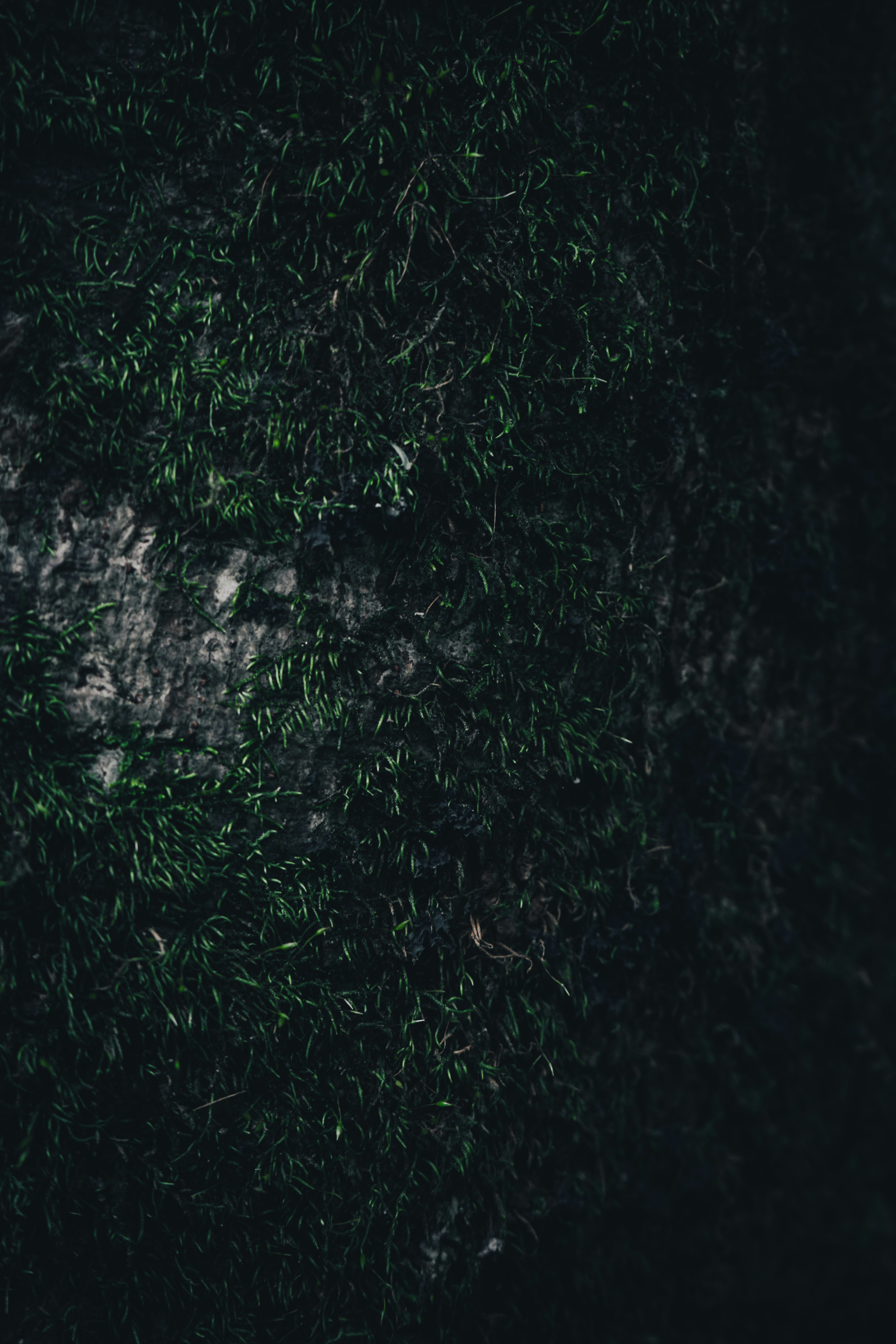 Photo by aseprendi12