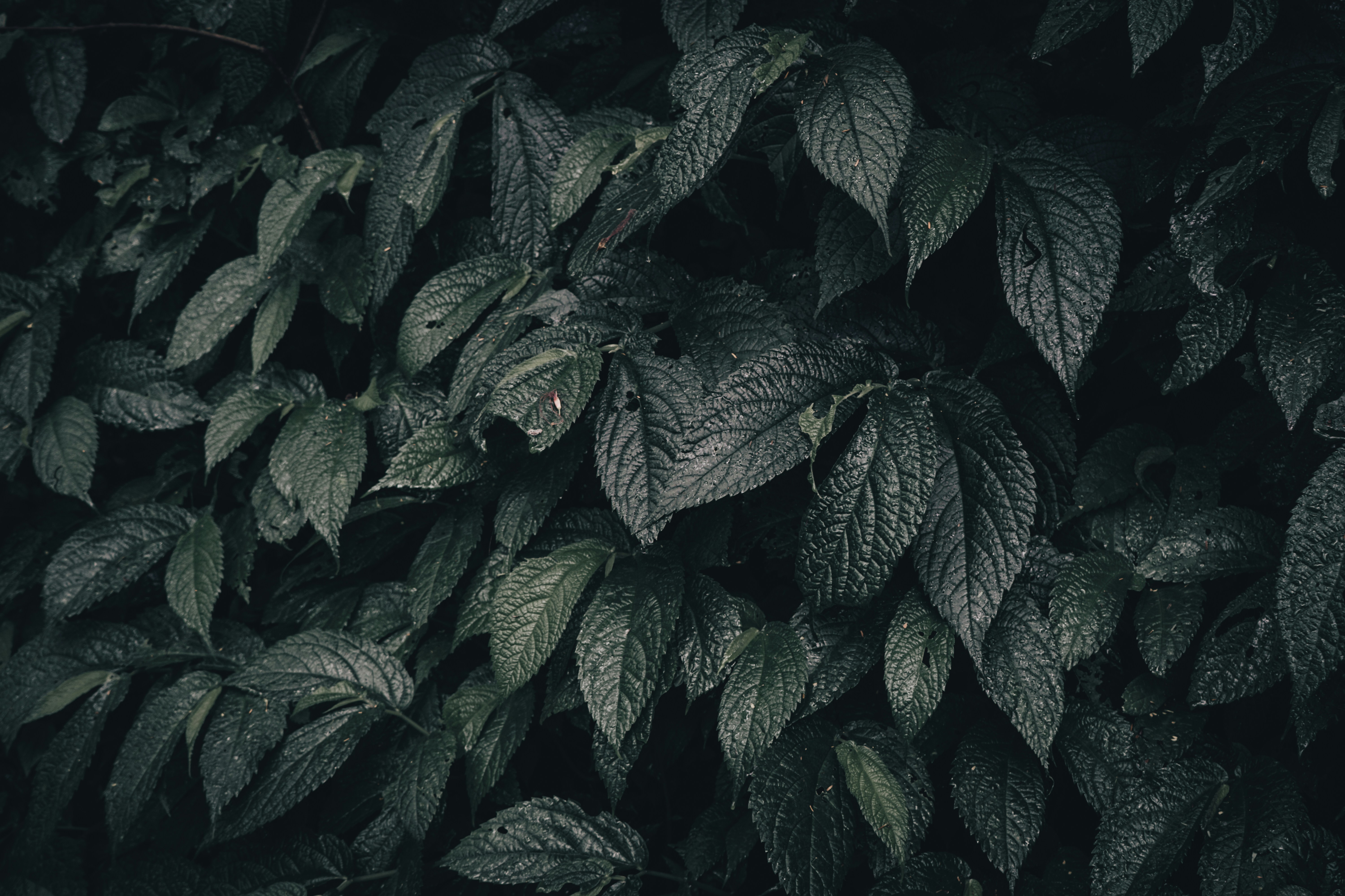 Photo by aseprendi12