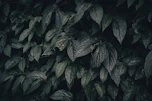 a close up of leaves on a tree