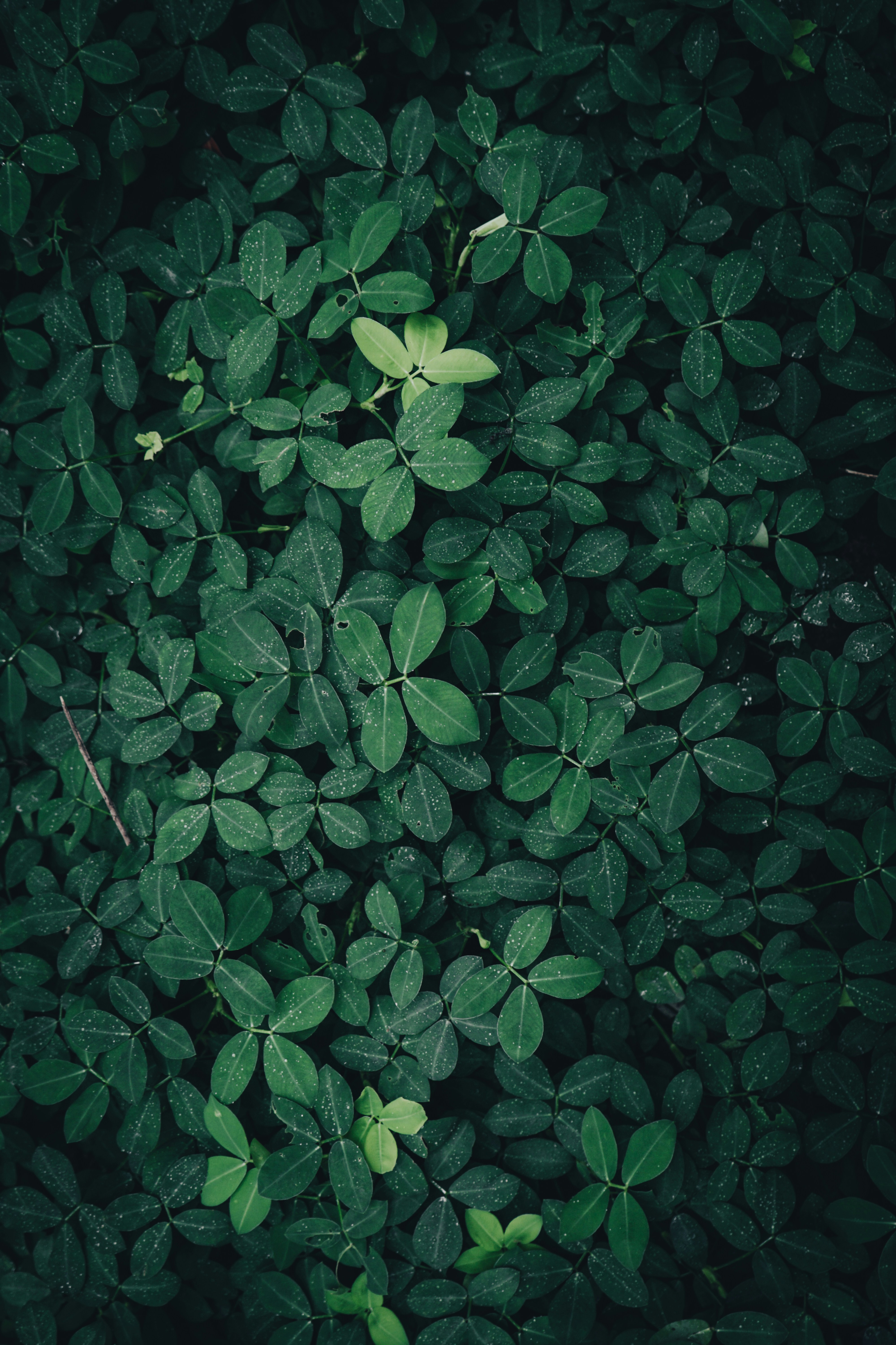 Photo by aseprendi12