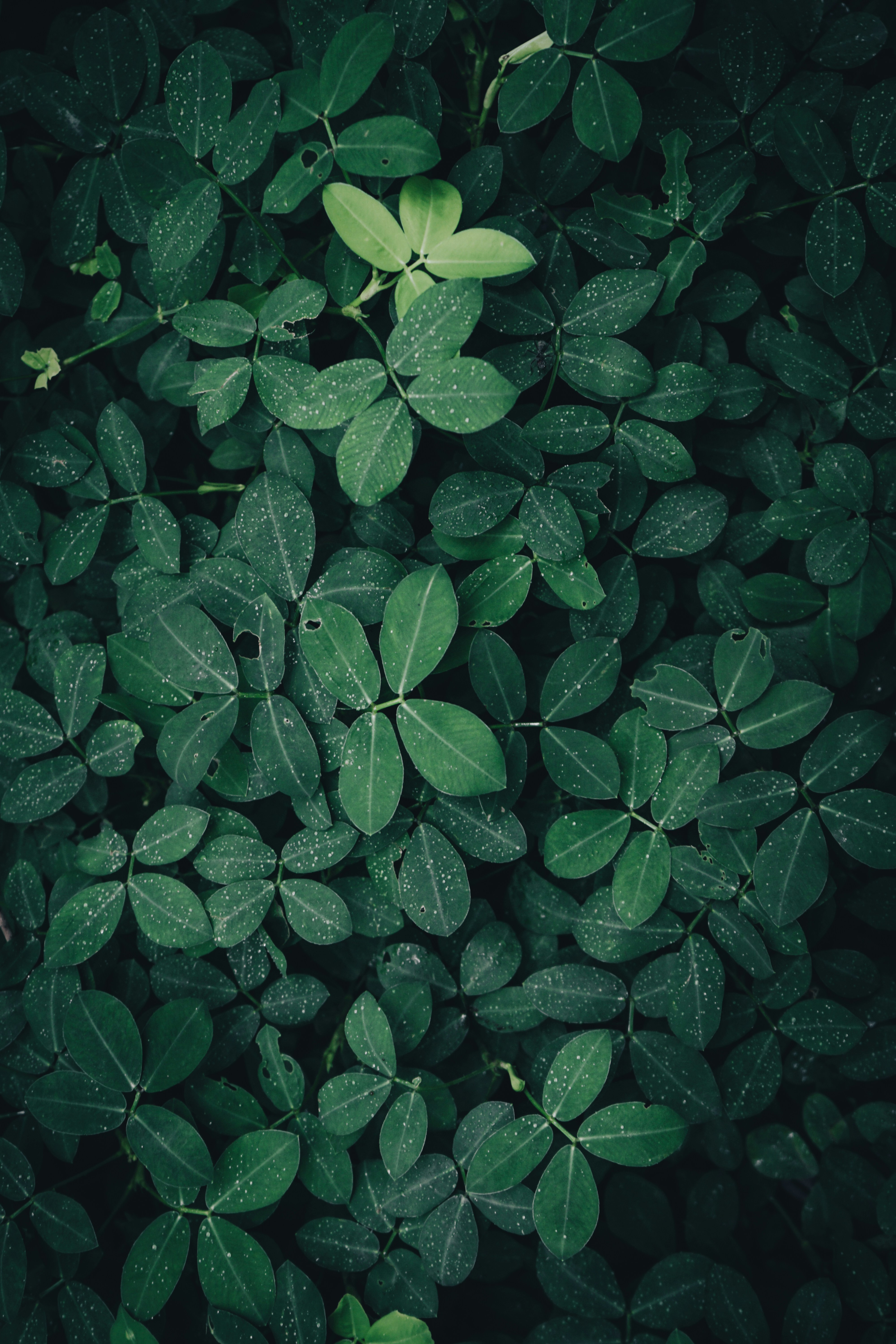 Photo by aseprendi12