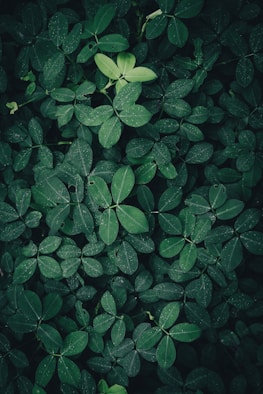 a close up of a plant with green leaves