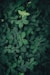 a close up of a plant with green leaves