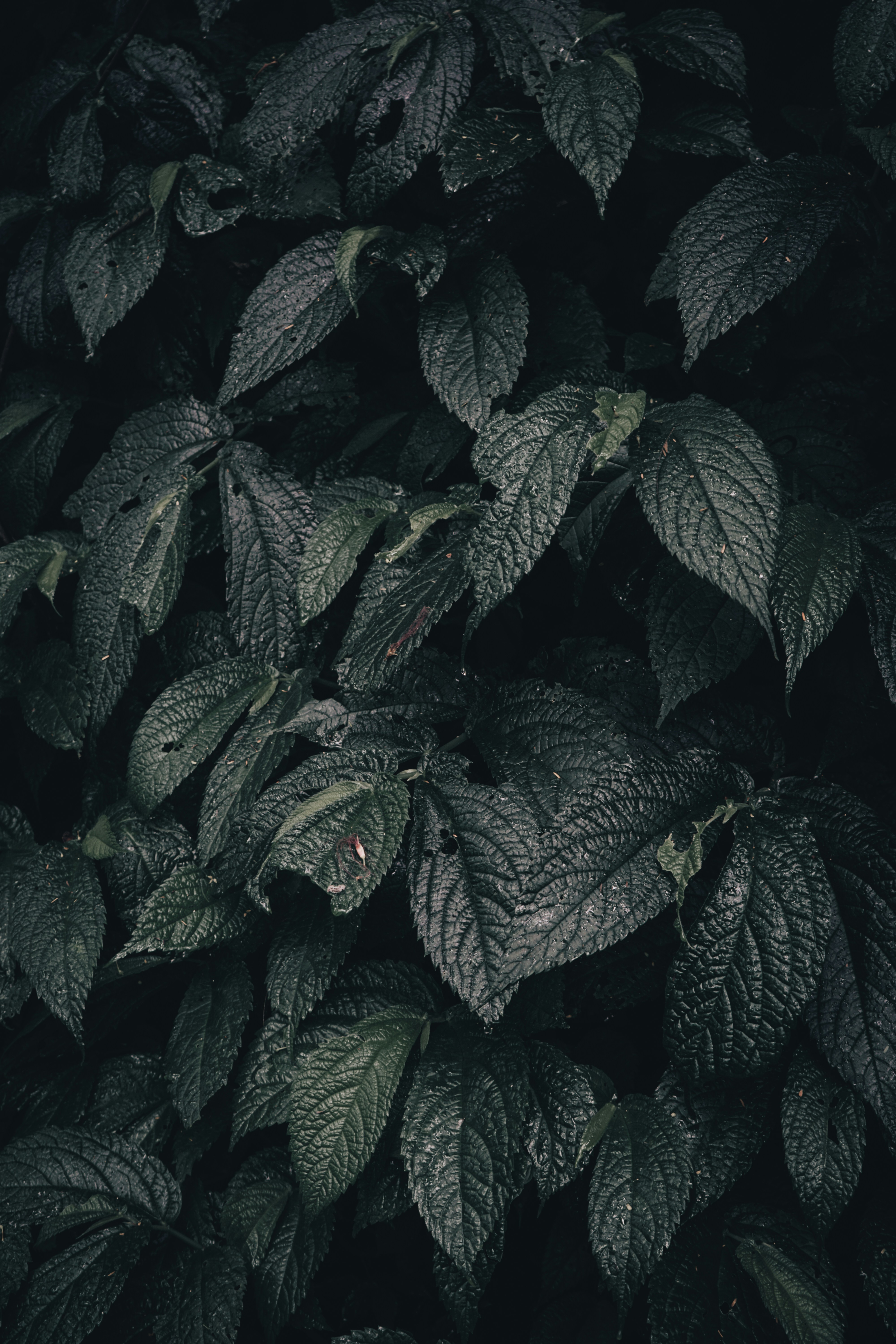 Photo by aseprendi12