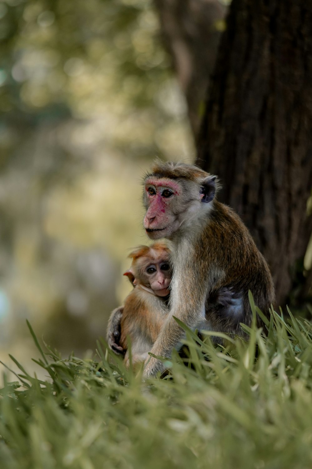 a mother and baby monkey sitting under a tree